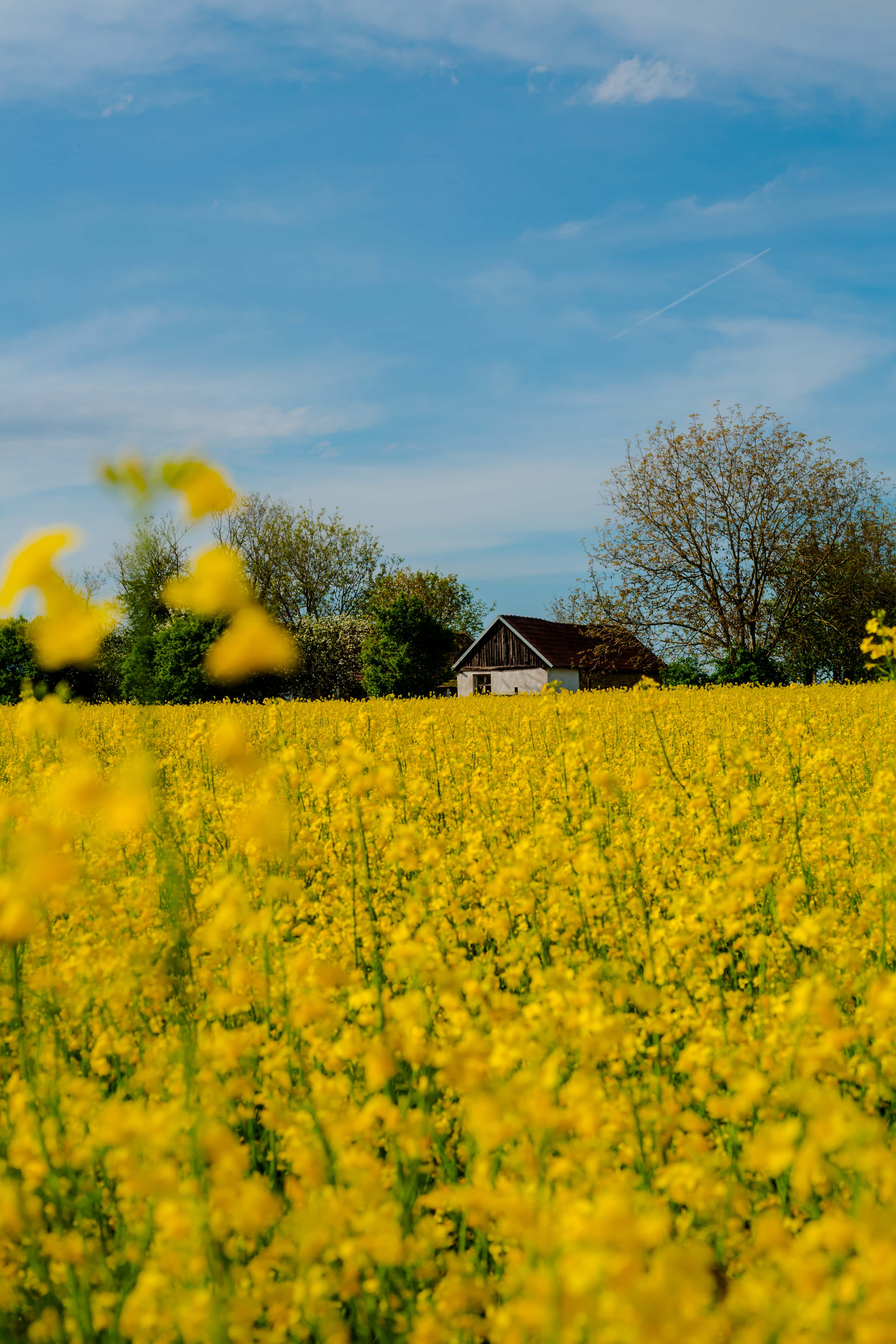 Free picture: farmland, farmhouse, rapeseed, spring time, rural, meadow, field, countryside, landscape, nature