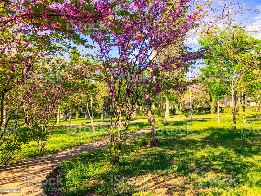 Blossom Trees In The City Park In The Spring Nature Scene With Sun In Sunny Day Image Now