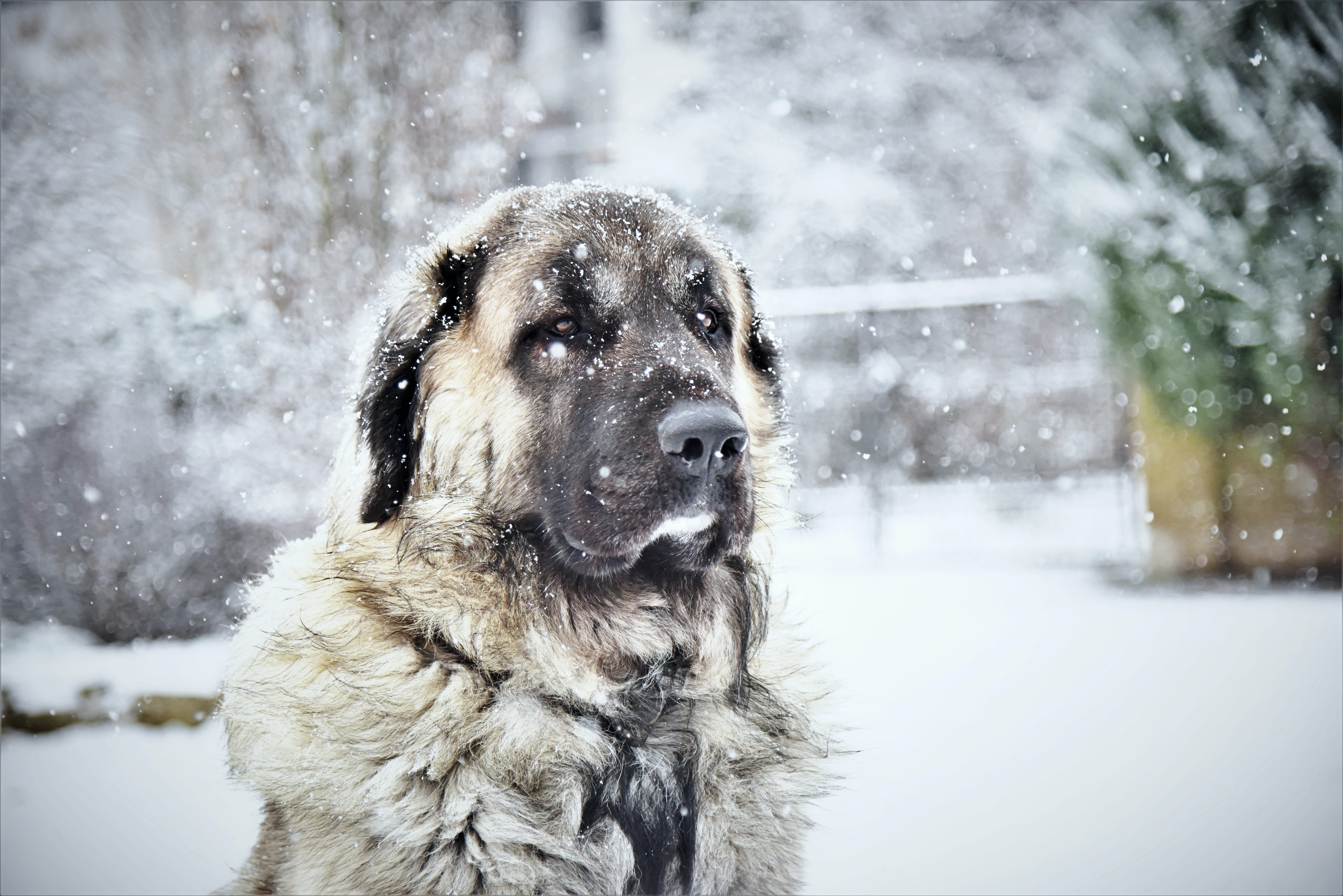 20,Best Kangal Shepherd Dog Photo · 100% Free Downloads