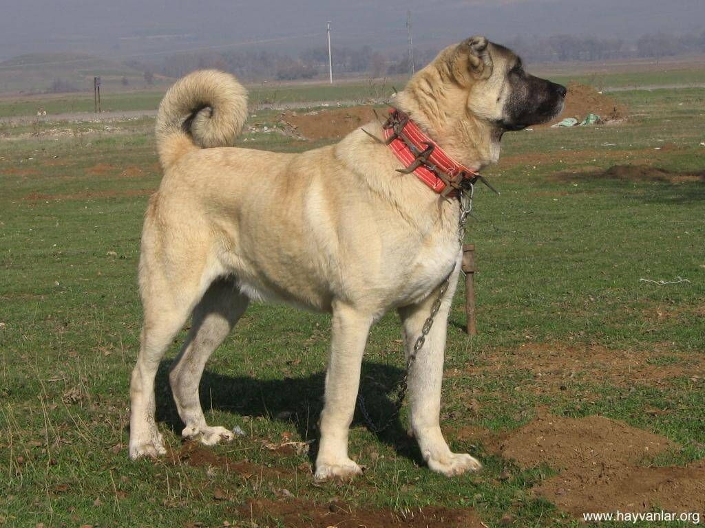 Kangal dog