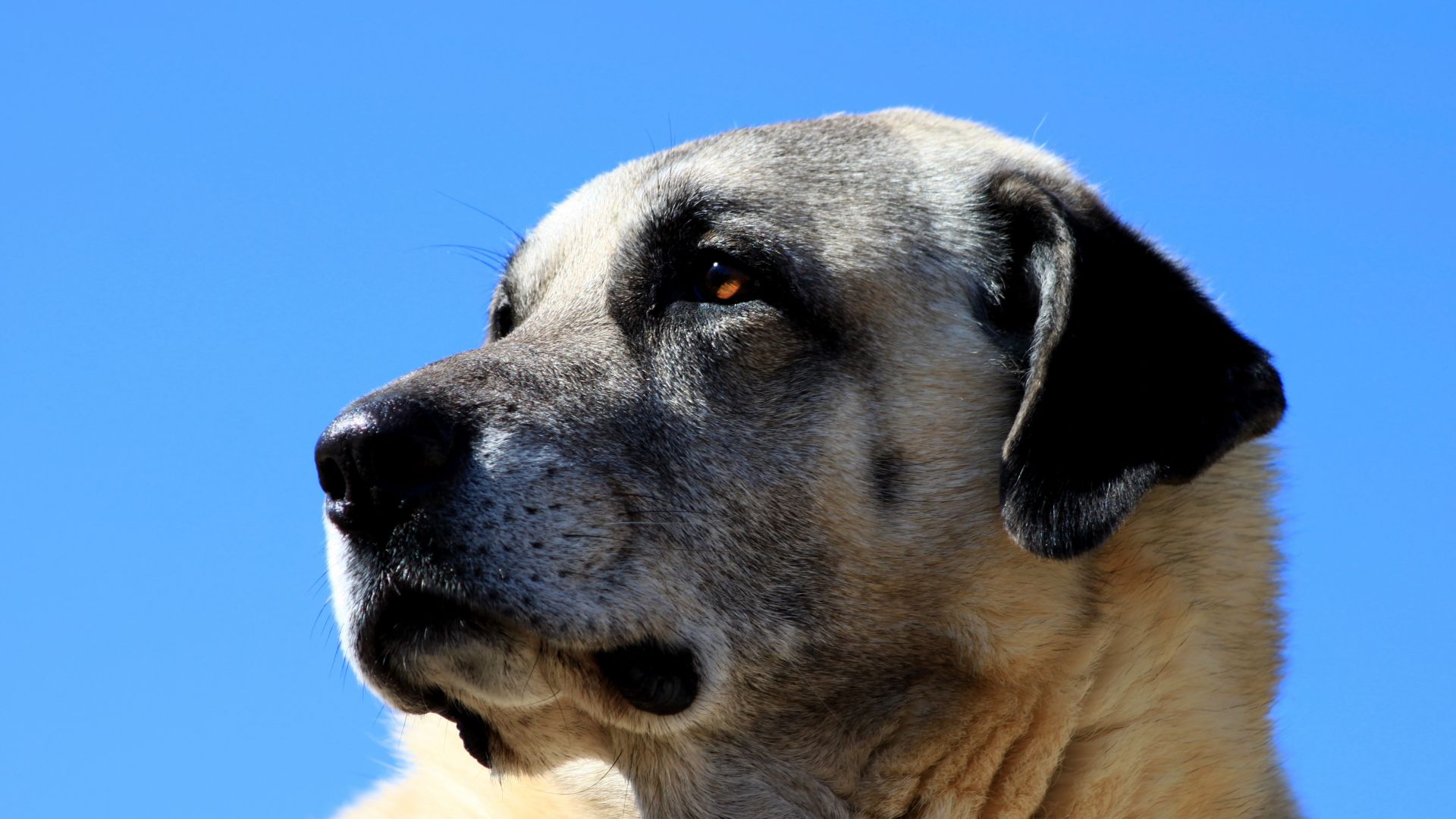 Desktop Wallpaper Kangal Dog Muzzle, HD Image, Picture, Background, Ivkbwz