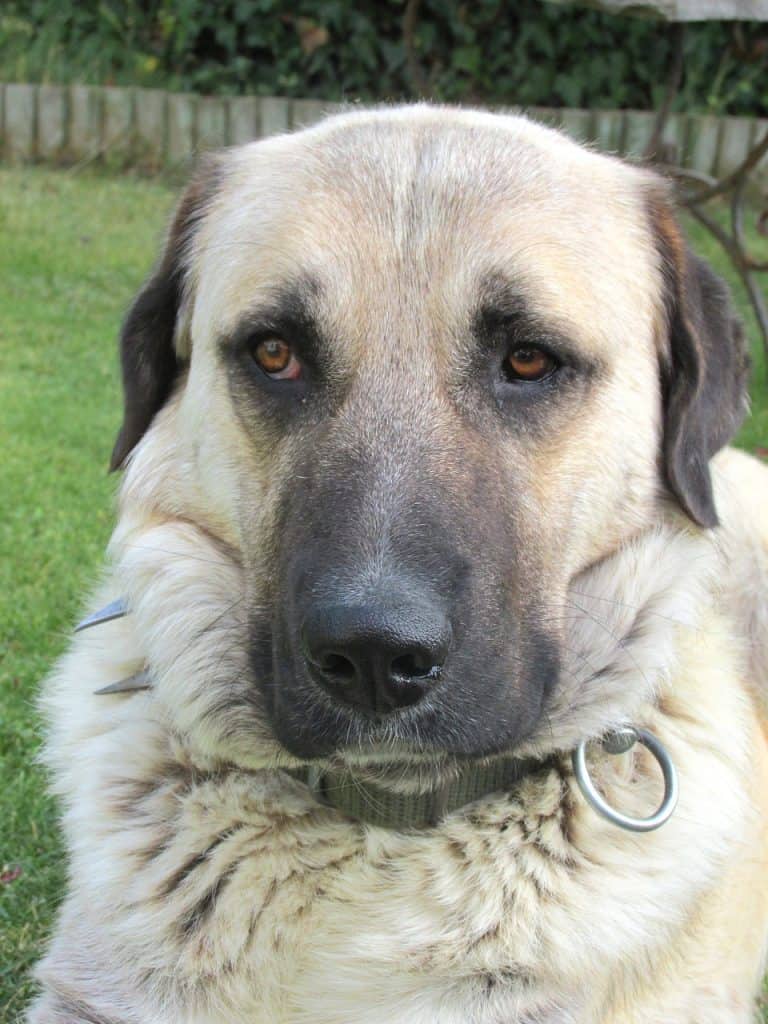 The Kangal Shepherd Ultimate Breed Information Guide. Your Dog Advisor