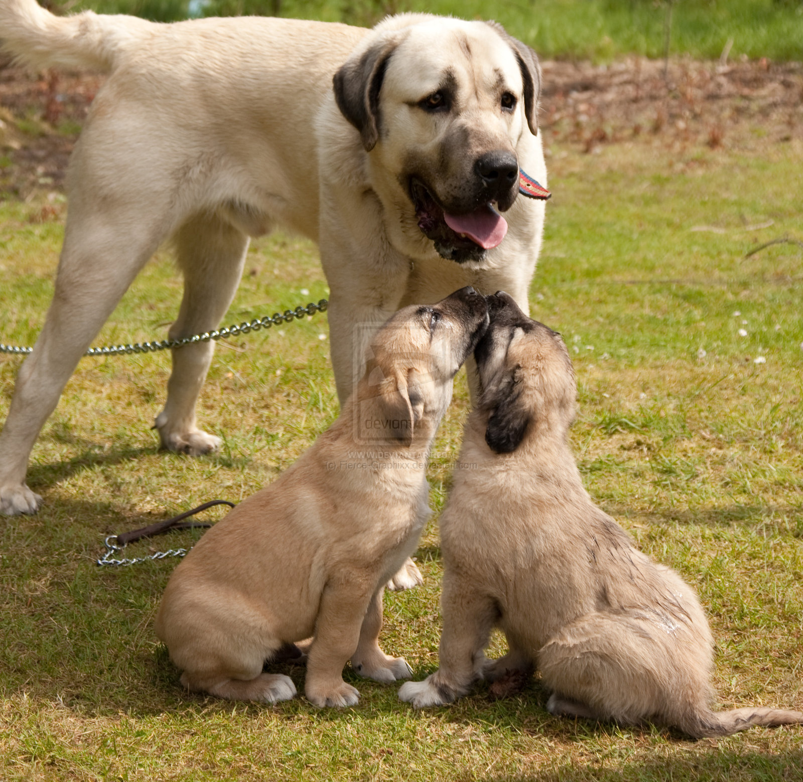 Kangal Dog and her babies photo and wallpaper. Beautiful Kangal Dog and her babies picture