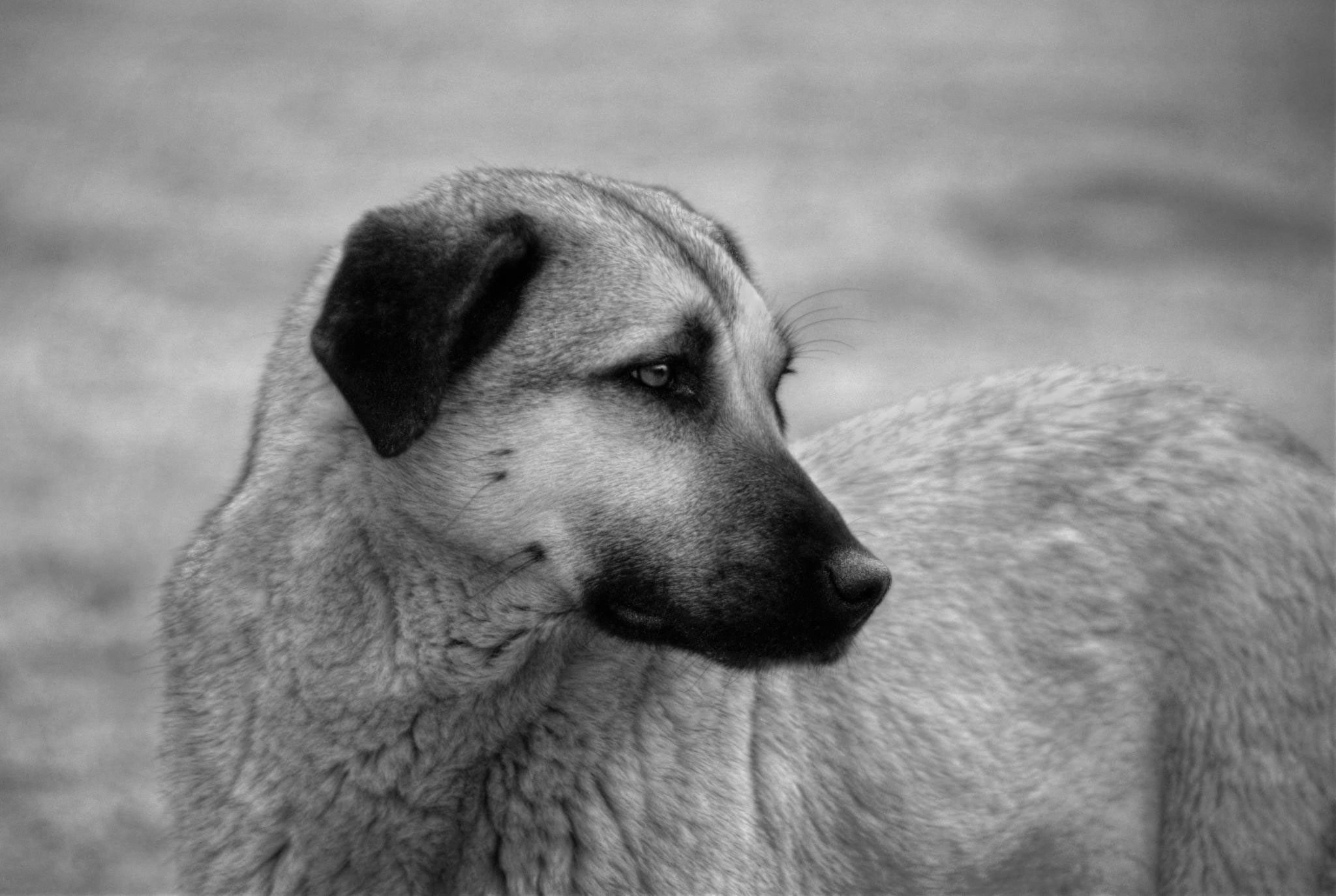 Kangal Dog Wallpapers - Wallpaper Cave