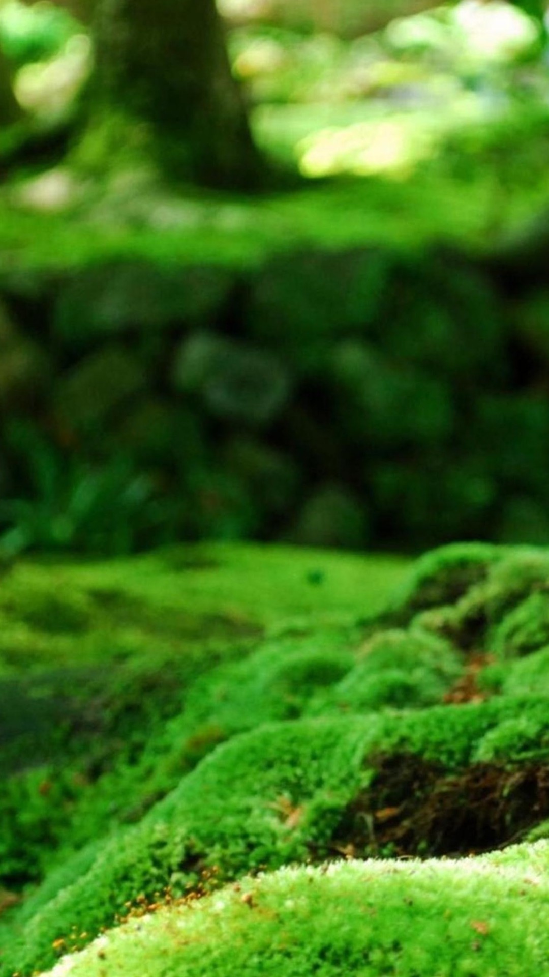 moto g4 plus wallpaper, green, nature, vegetation, non vascular land plant, natural landscape, grass, moss, nature reserve, natural environment, terrestrial plant