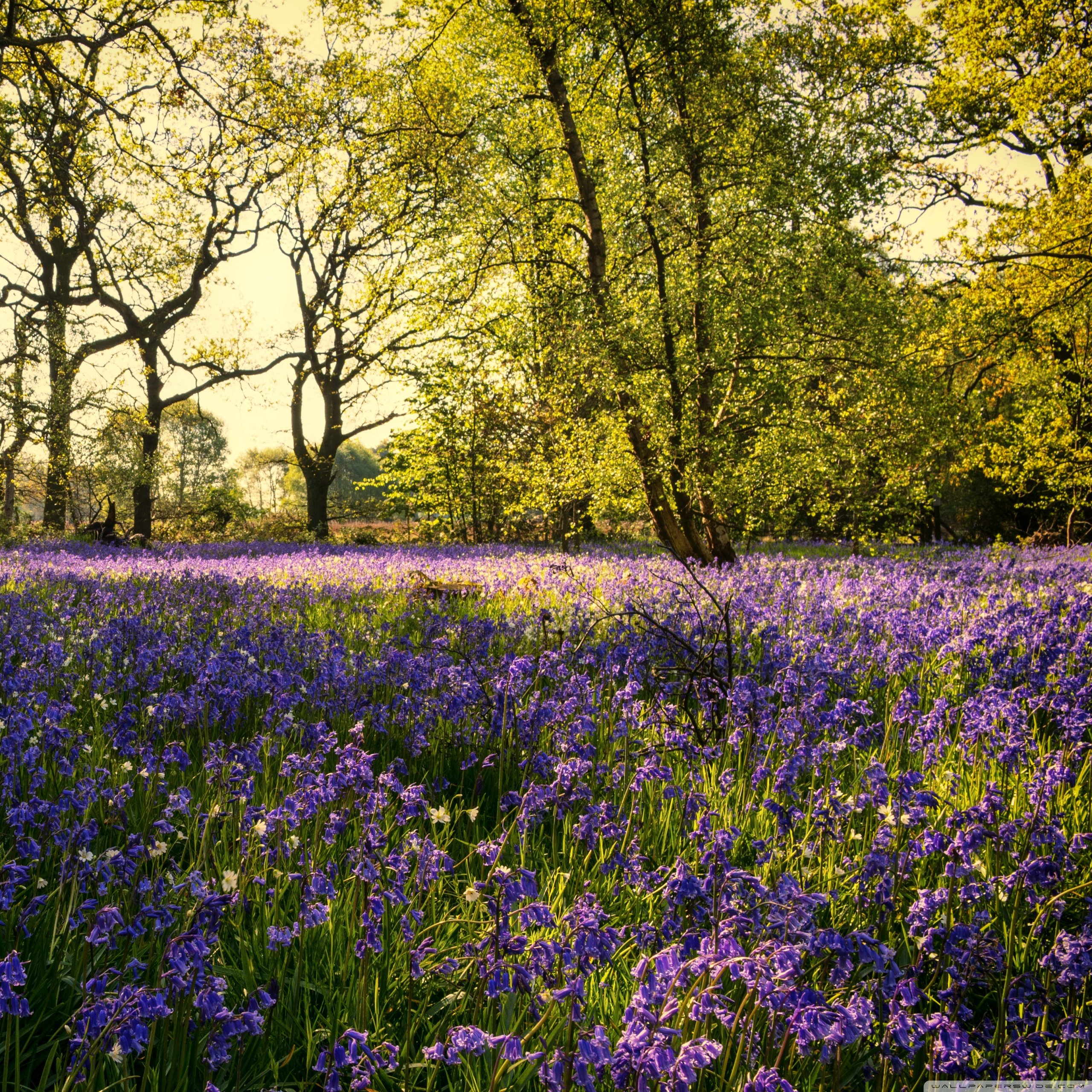 Spring Woodlands Wallpapers - Wallpaper Cave