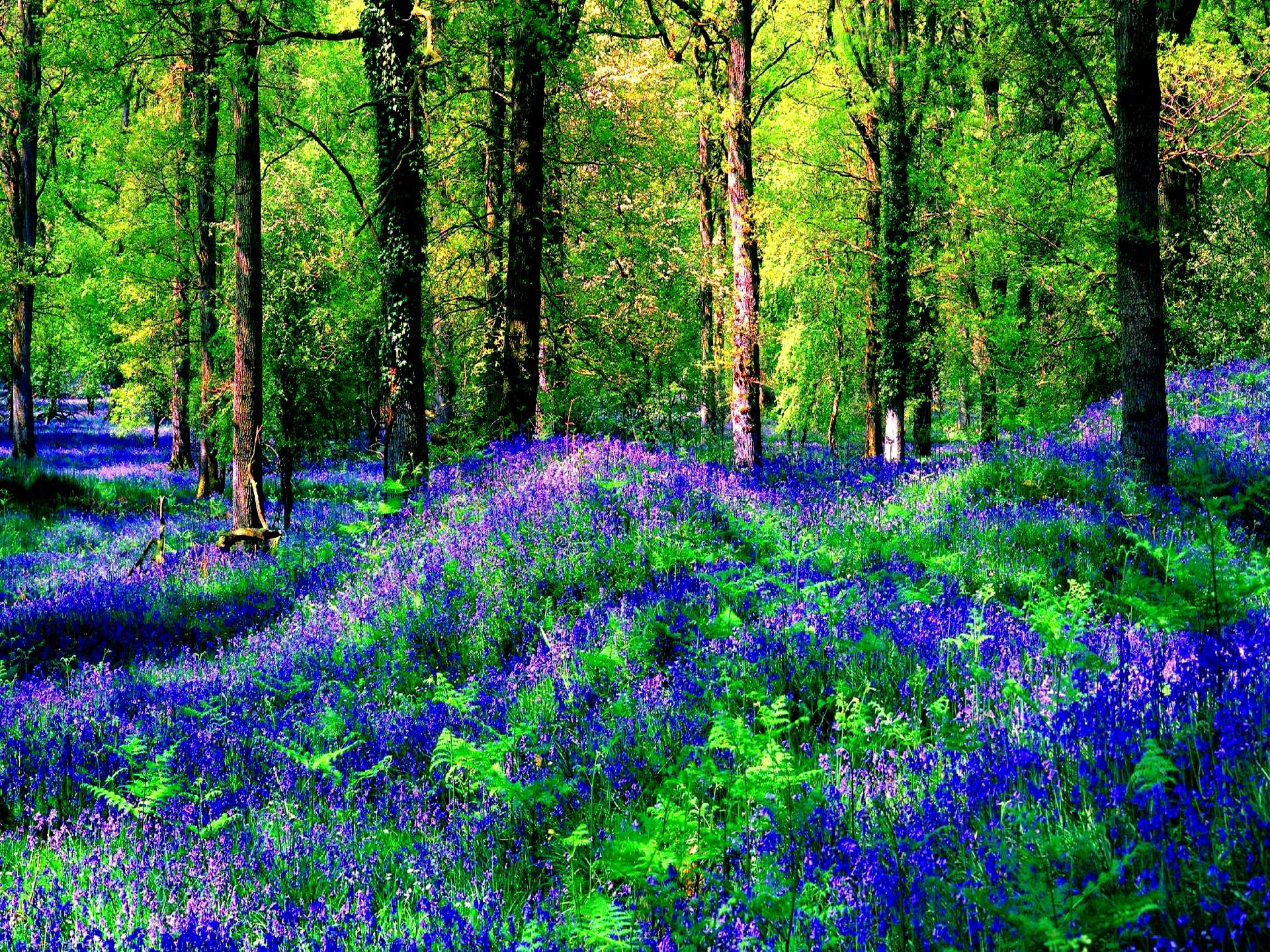 Forest Green Spring Flower Purple Flower Nature Tree Wallpaper:1920x1440