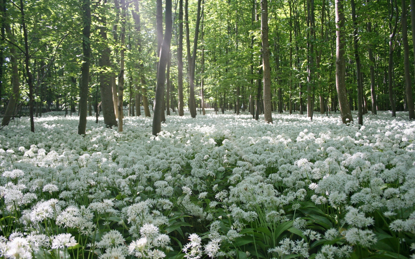 Free download Spring forest in color wallpaper and image wallpaper picture [2560x1600] for your Desktop, Mobile & Tablet. Explore Wallpaper Originals Spring Wallpaper. Free Wallpaper For Mac, Best Wallpaper