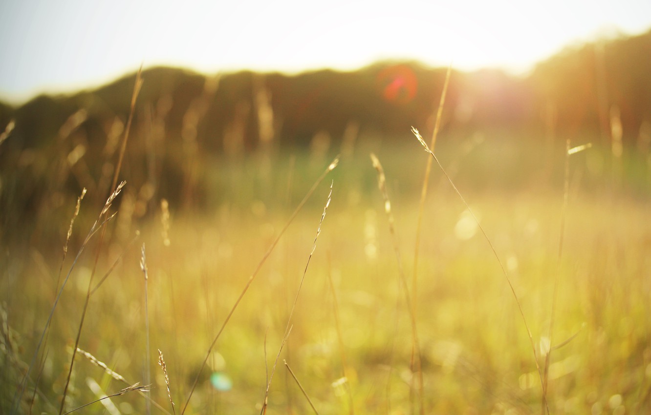 Wallpaper field, summer, grass, the sun, macro, light, nature, heat, color, plants, spikelets, grass image for desktop, section макро