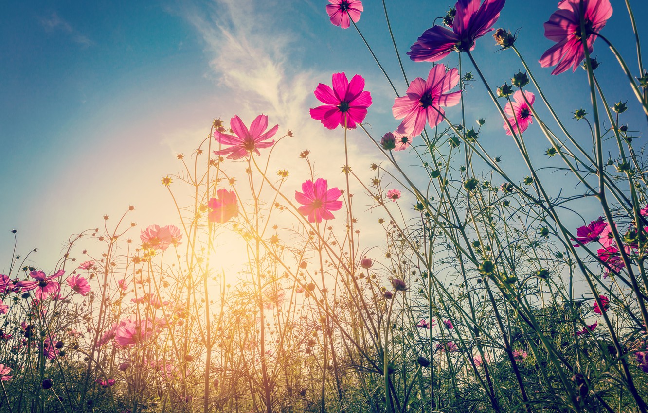 Wallpaper field, summer, the sun, flowers, summer, pink, field, pink, flowers, cosmos image for desktop, section цветы