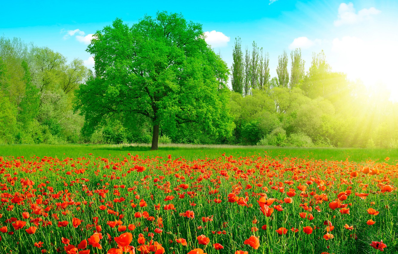 Photo Wallpaper Greens, Field, Summer, The Sky, Grass, Field With Flowers And Trees
