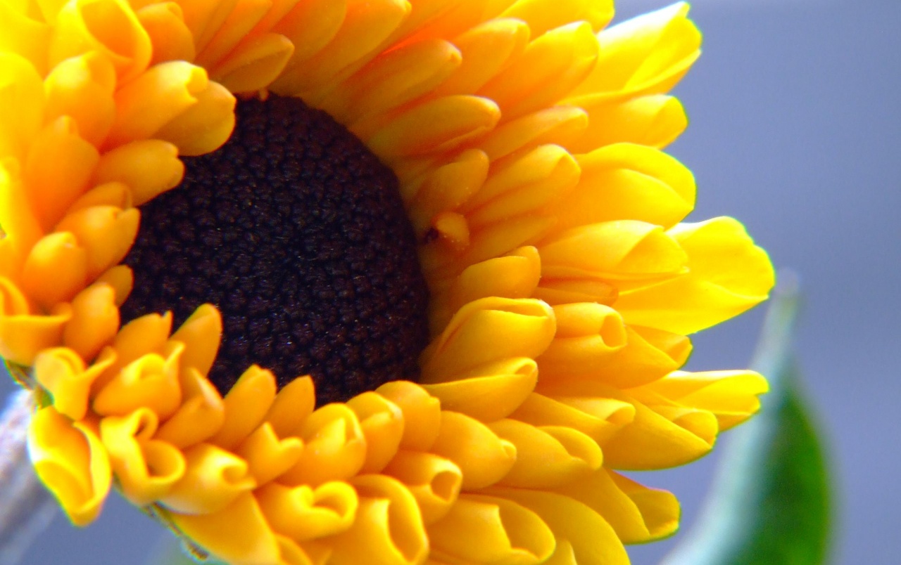 Summer Flower wallpaper. Summer Flower