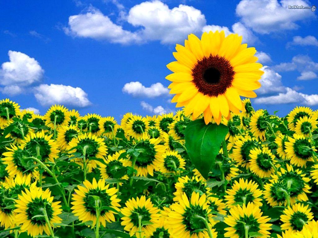 Flower Sunshine Wallpaper