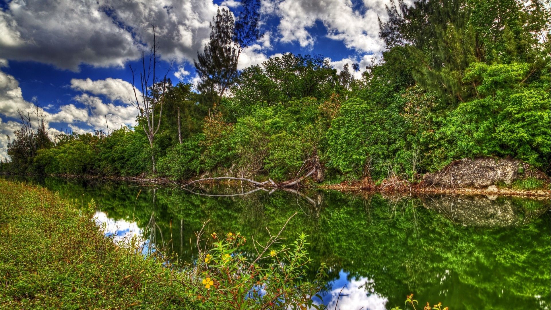 Wallpaper river, summer, sun, grass, trees. Summer trees, Summer wallpaper, River