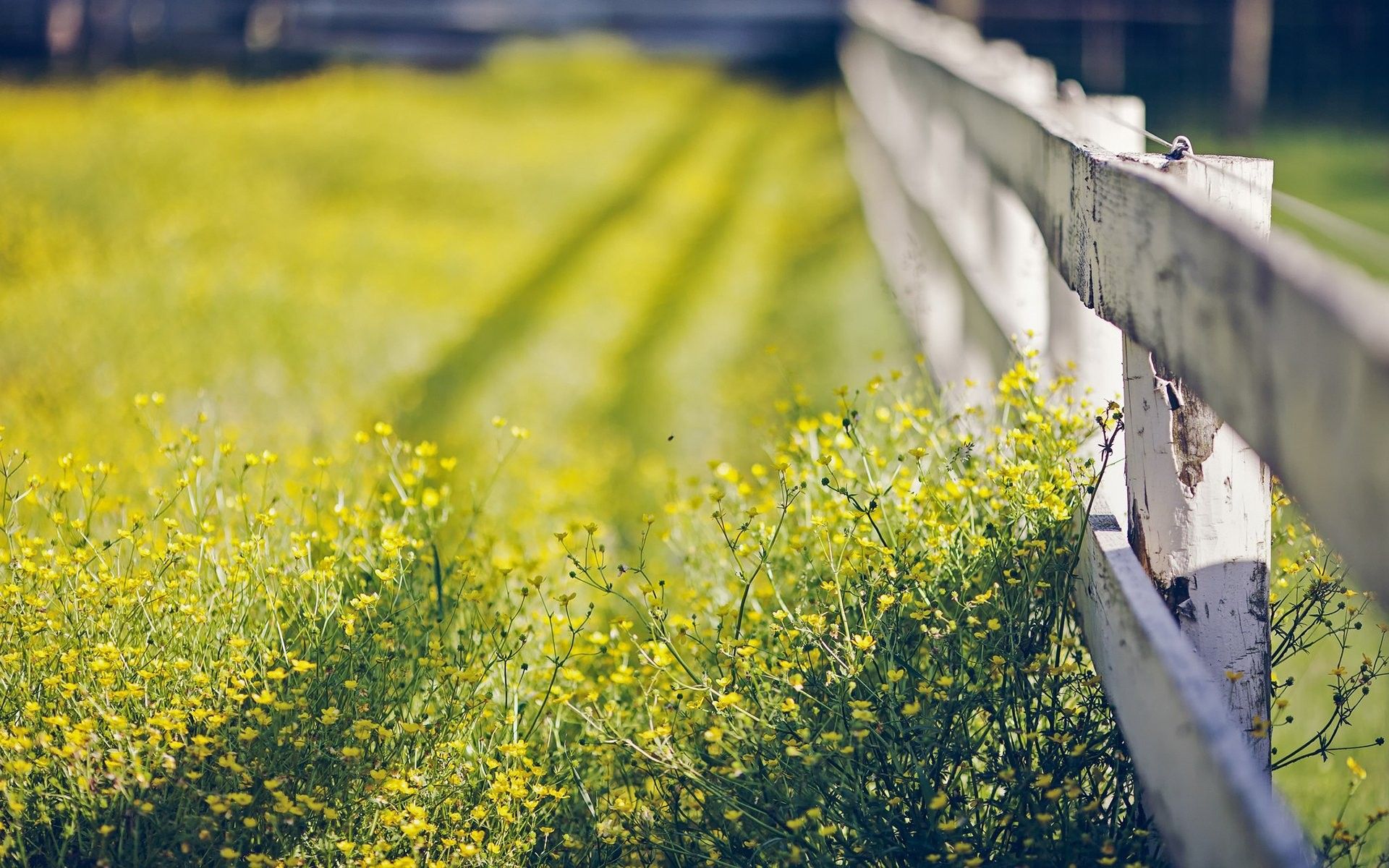 Beautiful Summer Sunshine Wallpaper