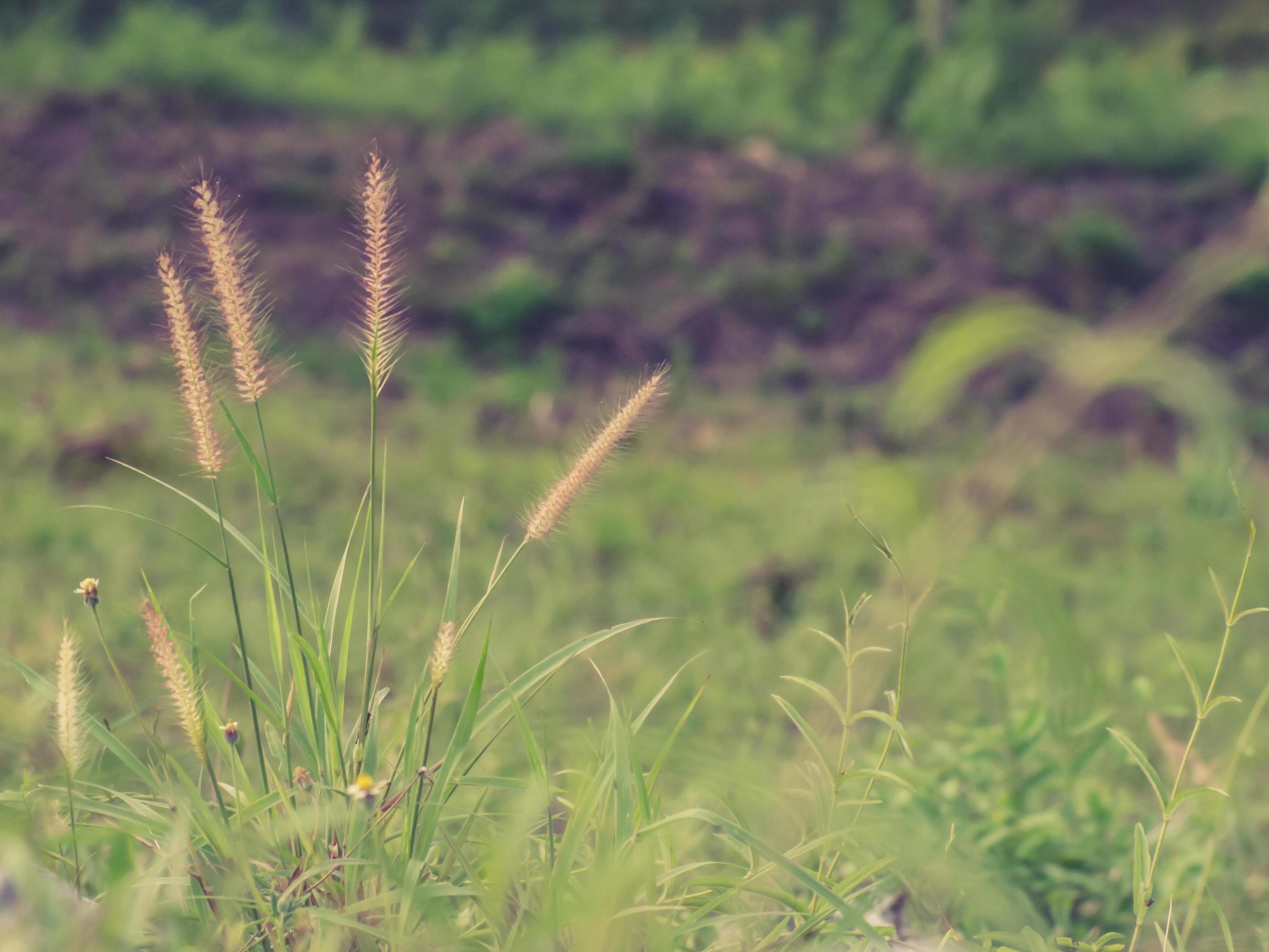 Wild field of grass on sunset, soft sun rays, warm toning summer nature. Beautiful landscape. Holiday. Refresh idea wallpaper background