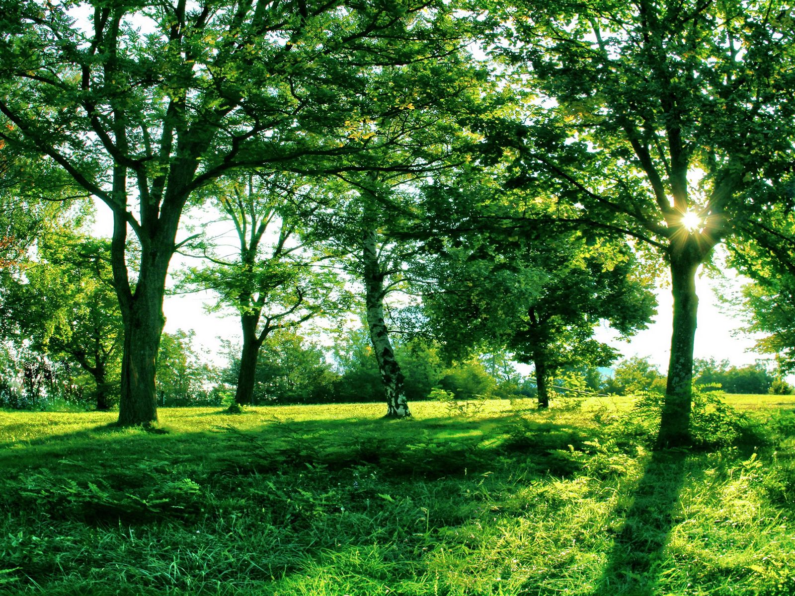 Download wallpaper 1600x1200 sun, light, trees, branches, shadows, summer, green, grass, avenue standard 4:3 HD background