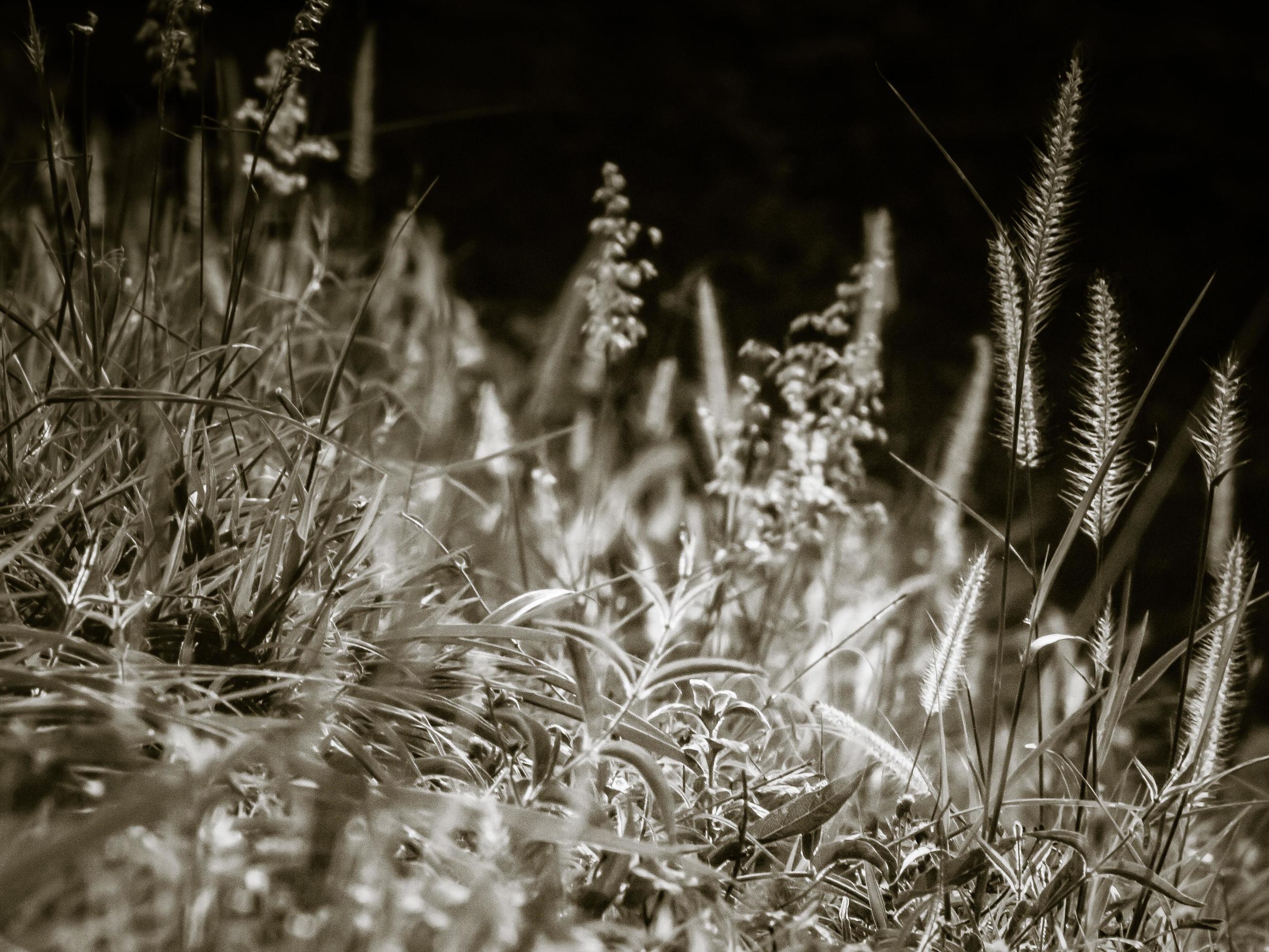 Wild field of grass on sunset, soft sun rays, warm toning summer nature. Beautiful landscape. Holiday. Refresh idea wallpaper background