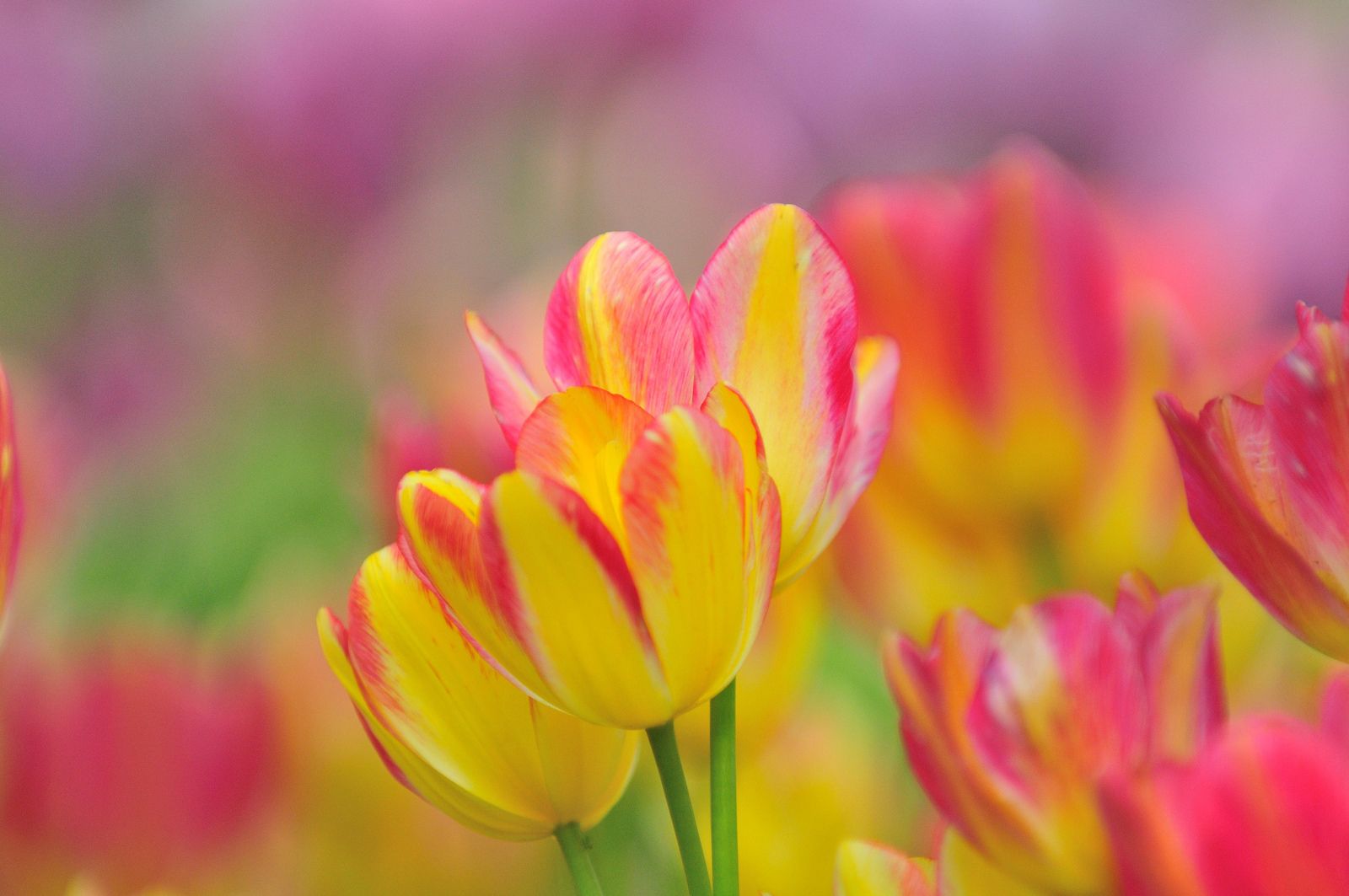 Colors of Spring. Pink tulips, Tulips, Yellow wallpaper