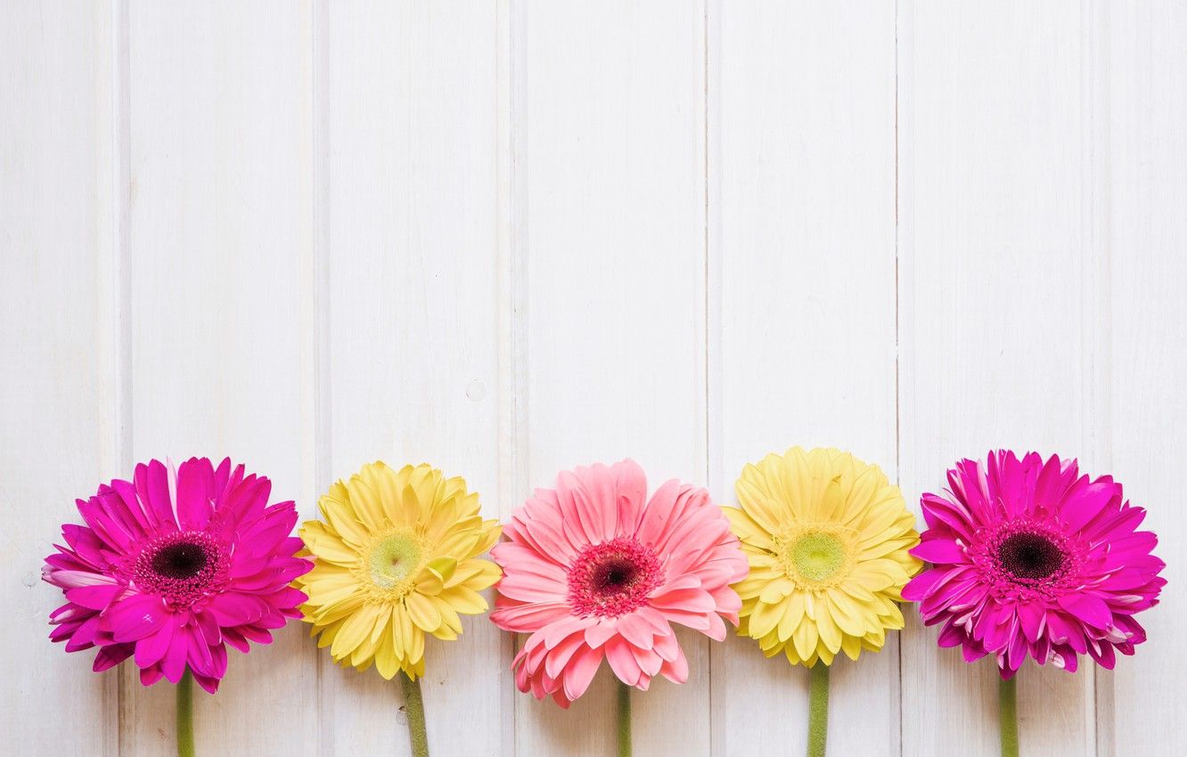 Pink and Yellow Flowers Wallpaper Free Pink and Yellow Flowers Background