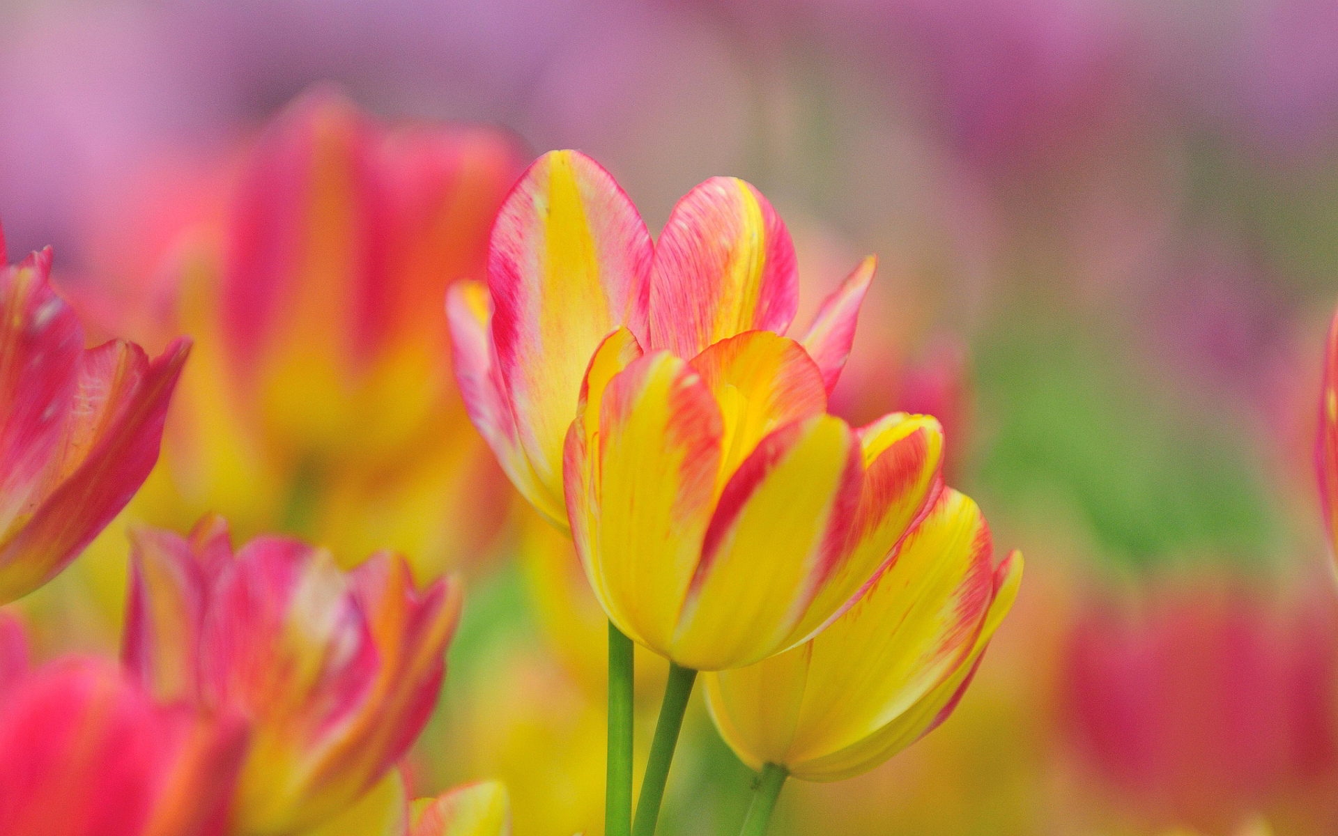 Bunch Pink Yellow Flowers Wallpaper And Pink Tulip