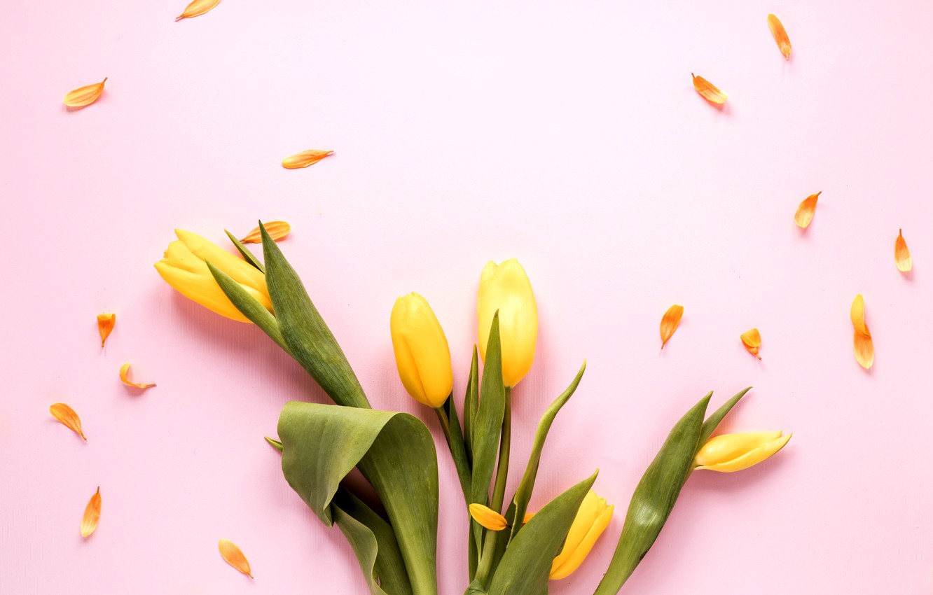 Wallpaper flowers, yellow, tulips, pink background, yellow, pink, flowers, tulips, spring image for desktop, section цветы
