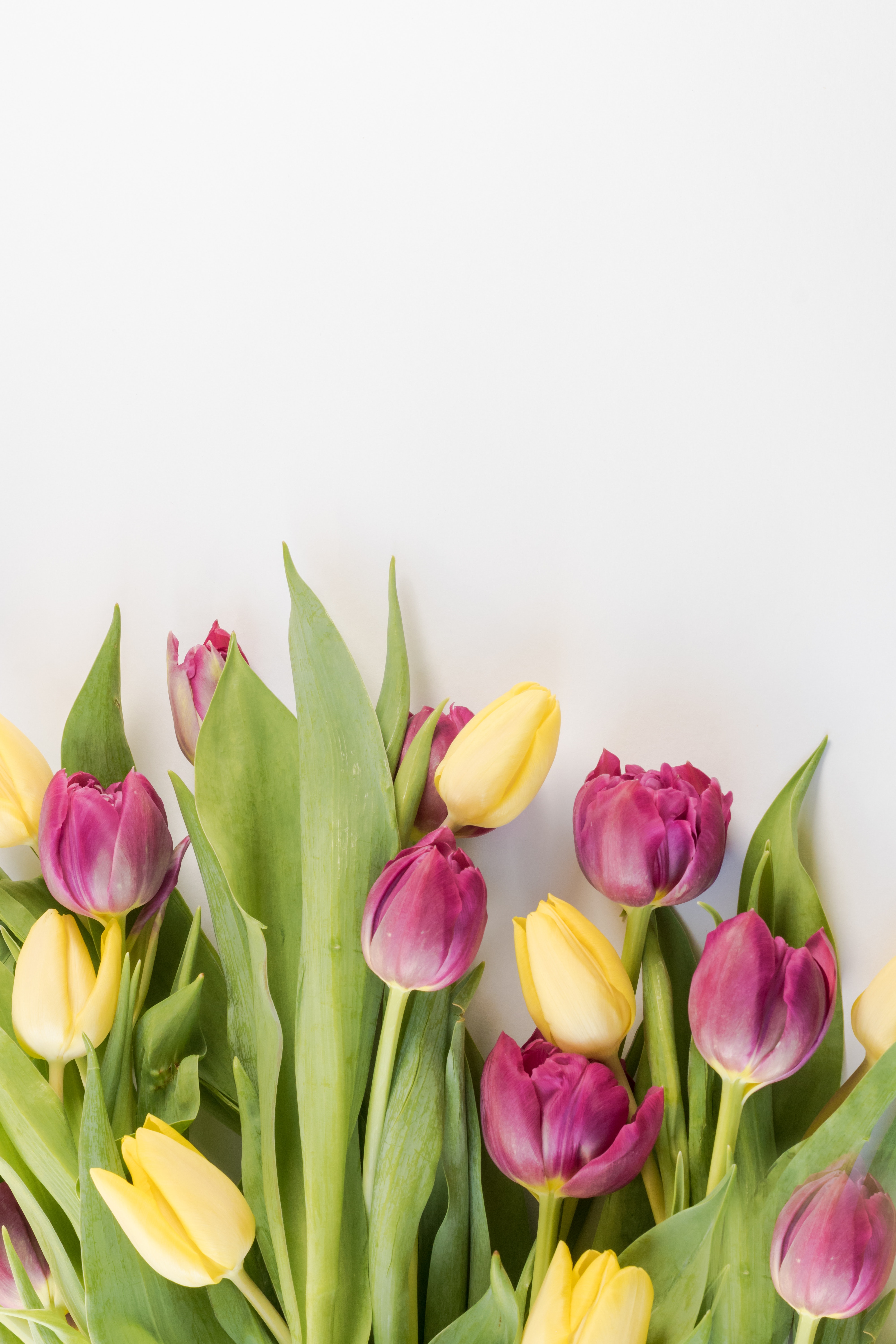 Selective Focus Photography of Pink and Yellow Tulips Flowers · Free