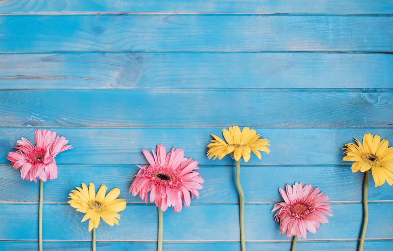 Wallpaper flowers, background, yellow, colorful, pink, gerbera, yellow, wood, pink, flowers, spring, gerbera image for desktop, section цветы