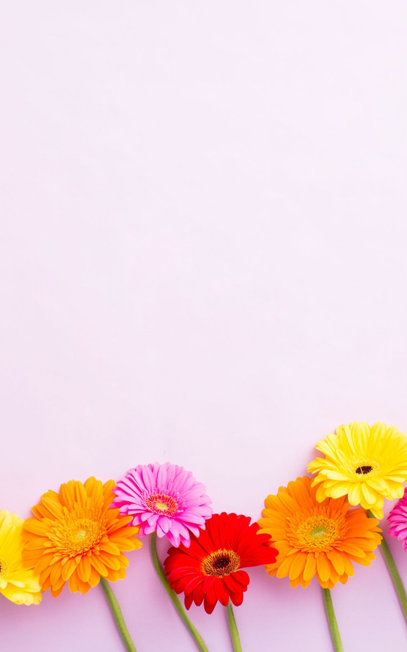 Free download Blush pink yellow floral gerbera desktop wallpaper background [2400x1600] for your Desktop, Mobile & Tablet. Explore Desktop Background Flowers. Spring Flowers Wallpaper, Flower Image Wallpaper