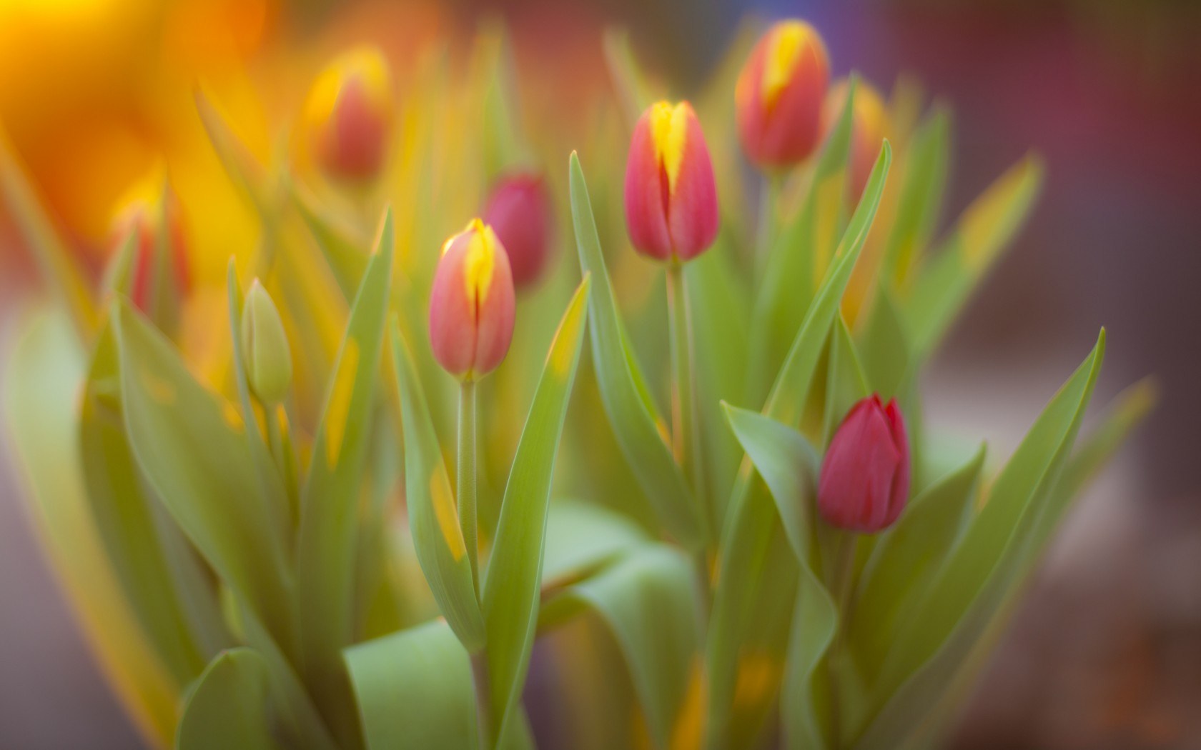 Flowers Tulips Spring Yellow and Pink wallpaperx1050