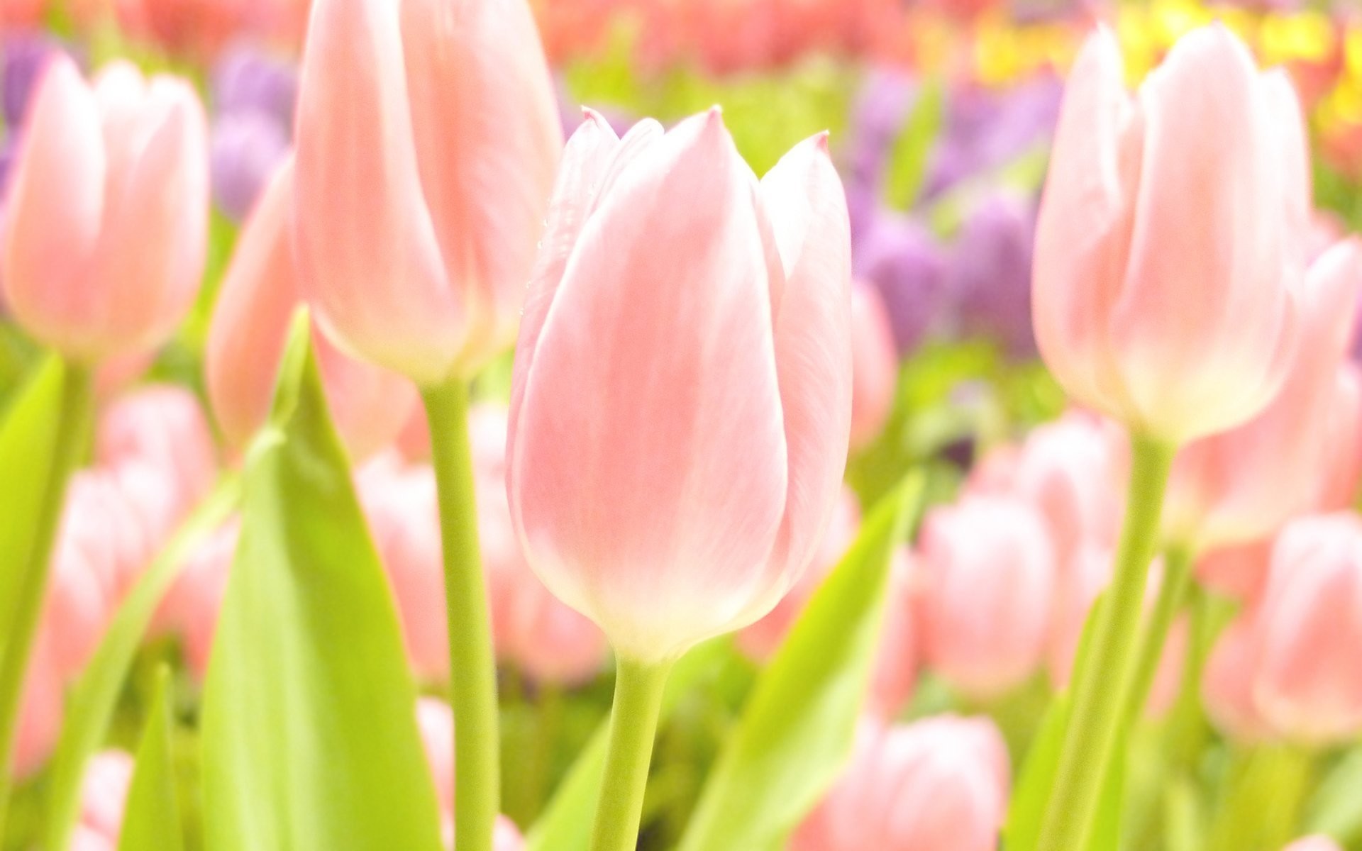 flower summer spring summer wallpaper spring wallpaper tulips focus bokeh pink yellow white tender sweet tulips