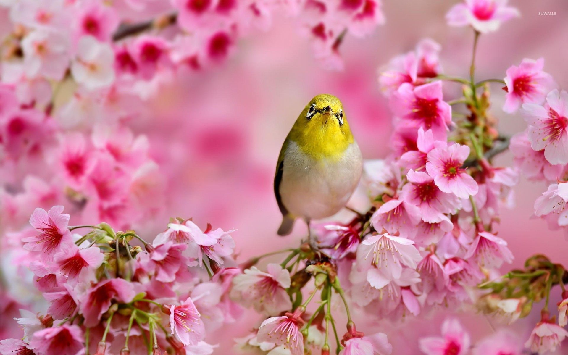 Small yellow bird between the blossoms wallpaper wallpaper