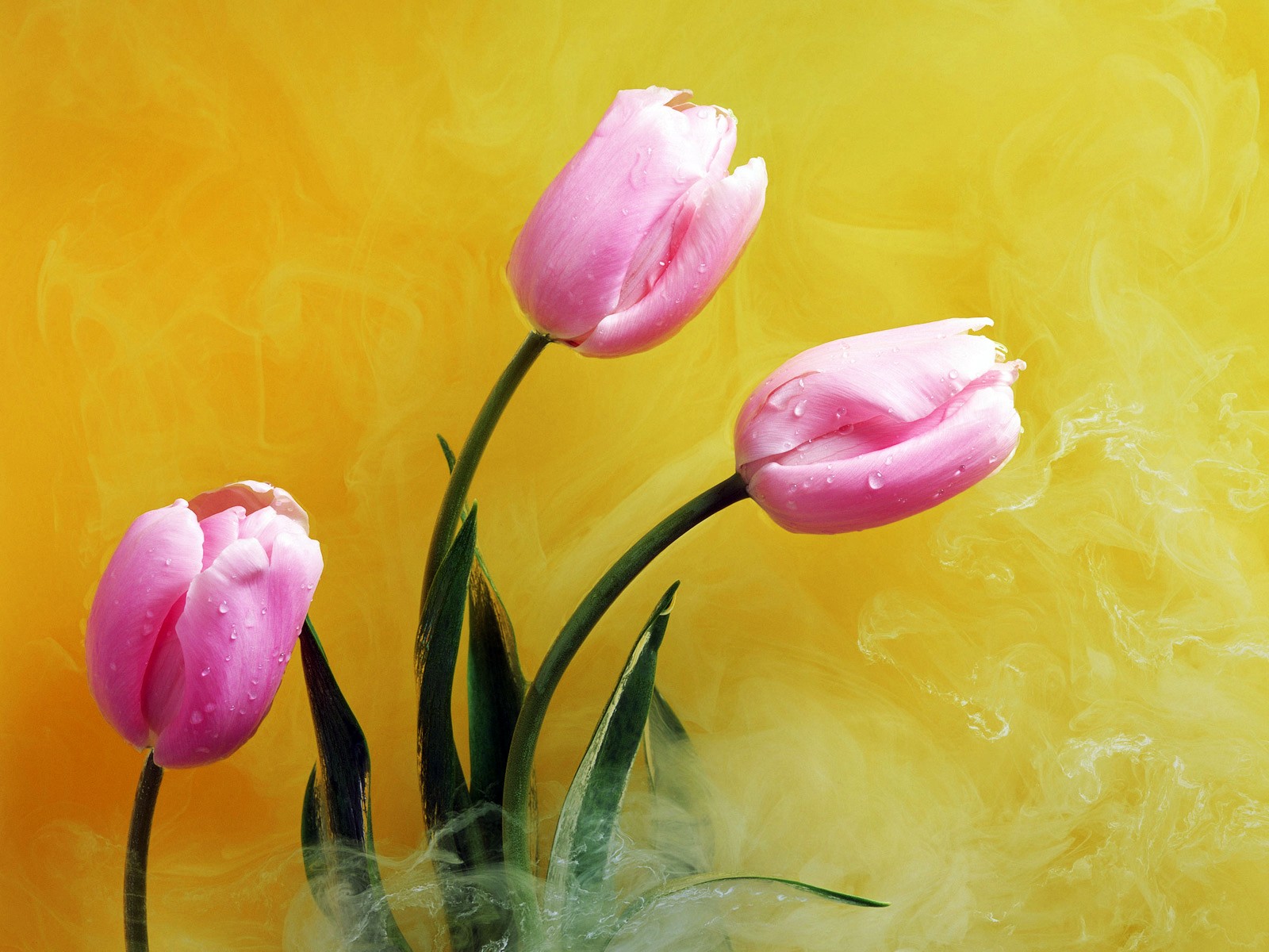 Wallpaper 4k Pink Buds & Yellow Smoke Wallpaper