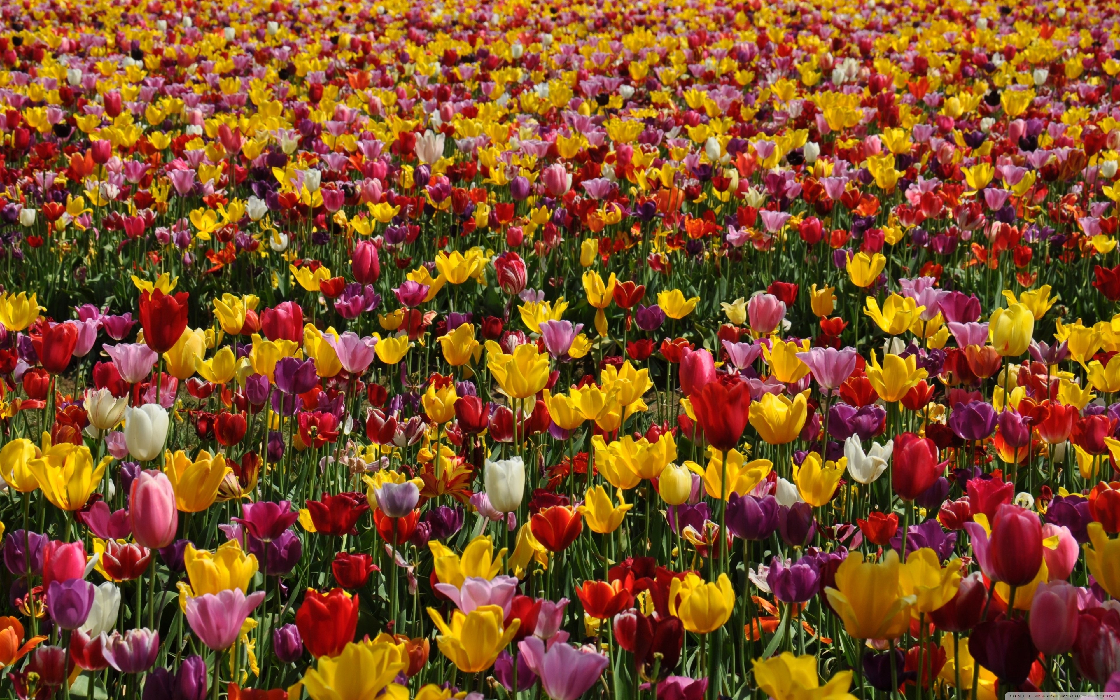 Spring Pink and Yellow Tulips Ultra HD Desktop Background Wallpaper for: Widescreen & UltraWide Desktop & Laptop, Multi Display, Dual Monitor, Tablet