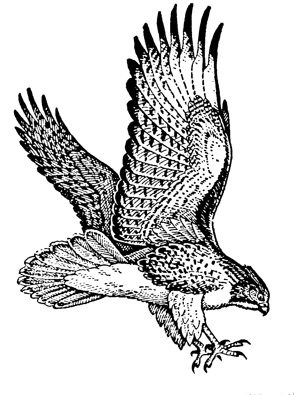 Free White Hawk Tattoo, Download Free White Hawk Tattoo png image, Free ClipArts on Clipart Library