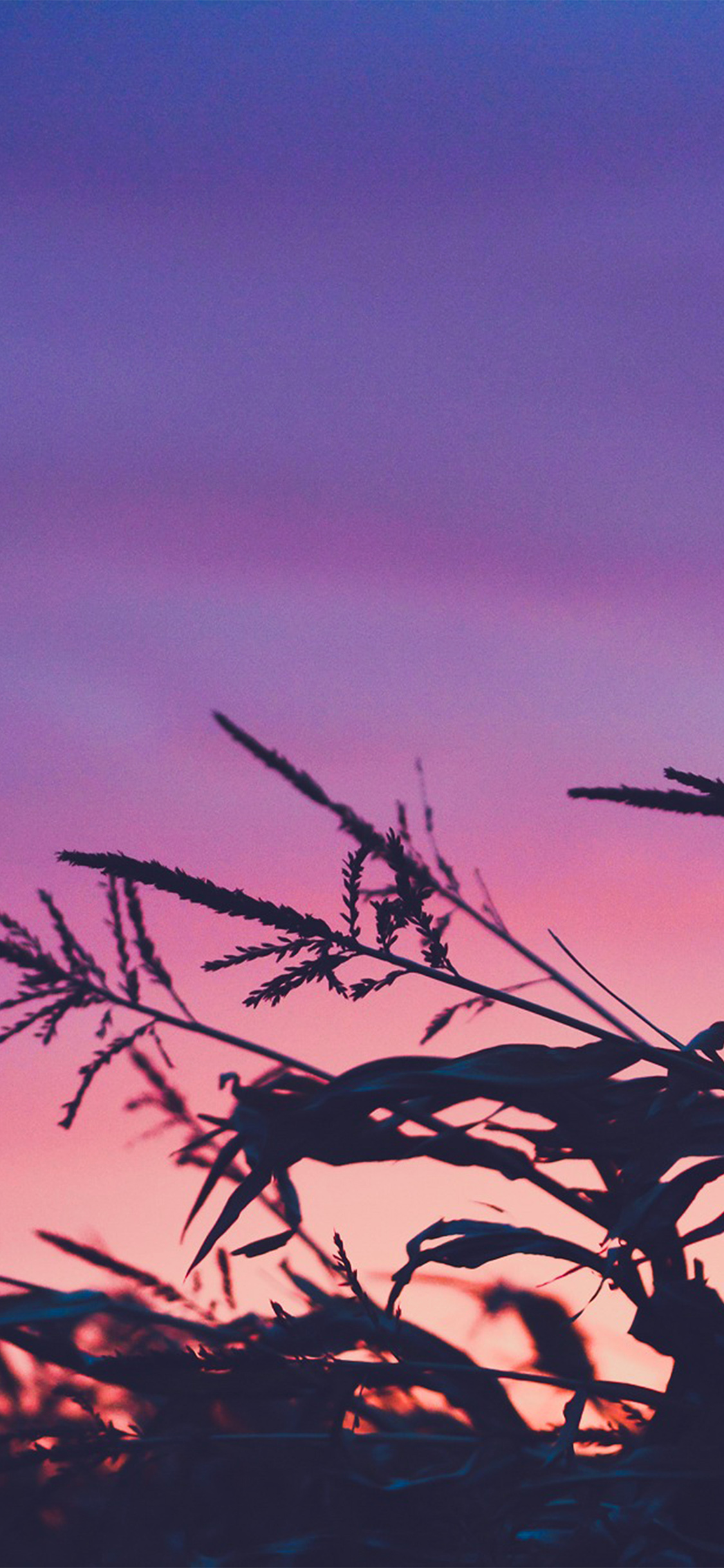 iPhone X wallpaper. sunset field forest grass flower beautiful