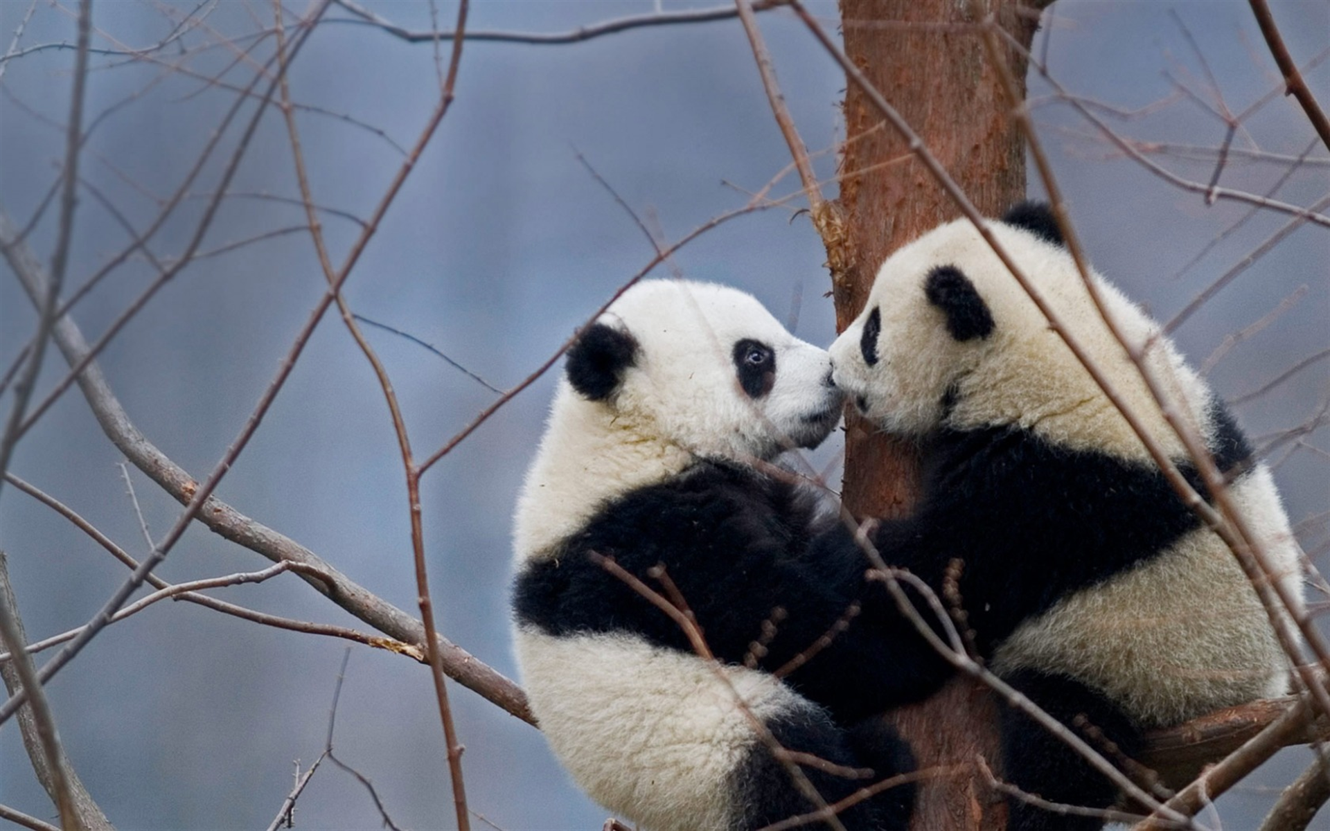 Download wallpaper pandas, couple, forest, pandas on the tree, cute bears, China, Tibet, Wolong National Nature Reserve, wildlife for desktop with resolution 1920x1200. High Quality HD picture wallpaper