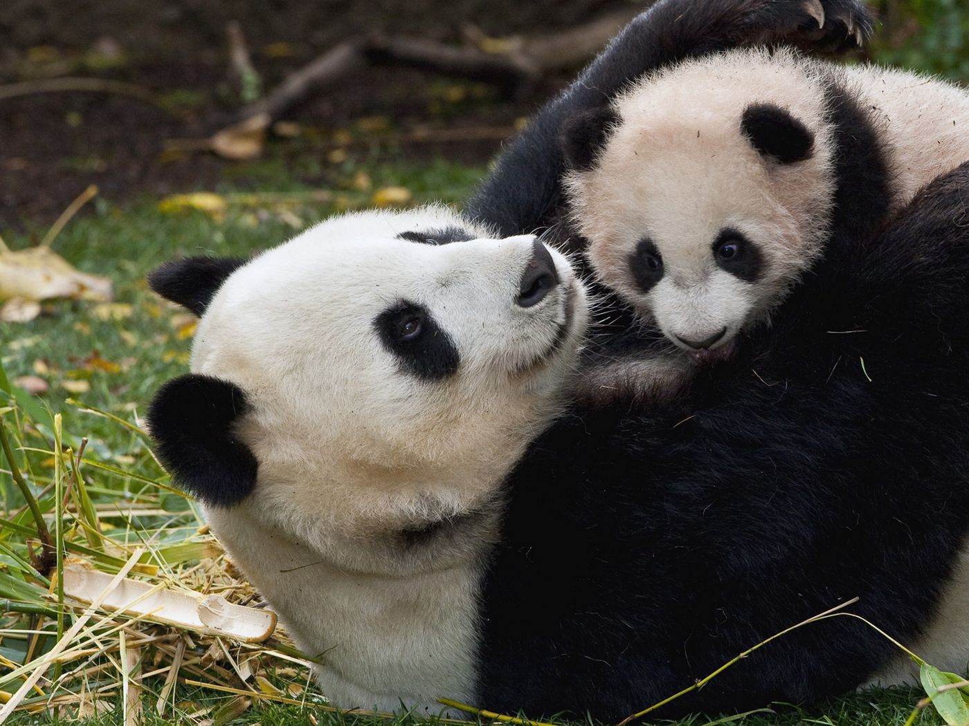 Panda Couple Wallpapers - Wallpaper Cave