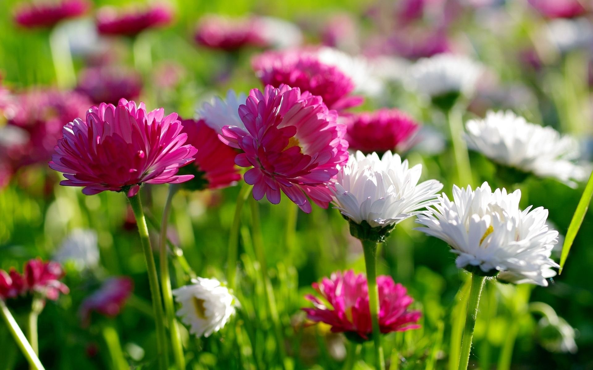 Spring flowers wallpaper