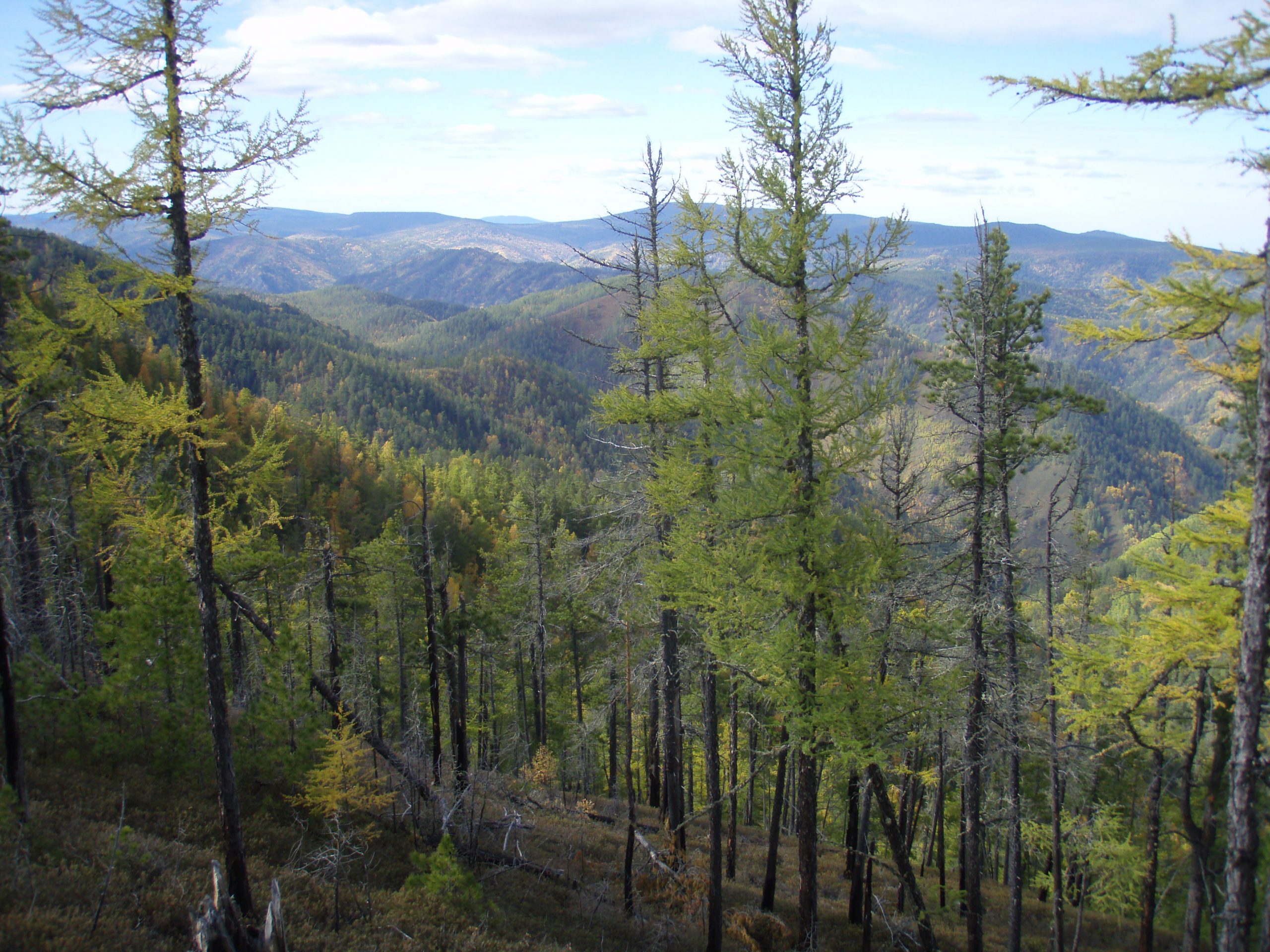How should the world's nations account for the carbon absorbed by their forests? We better figure it out