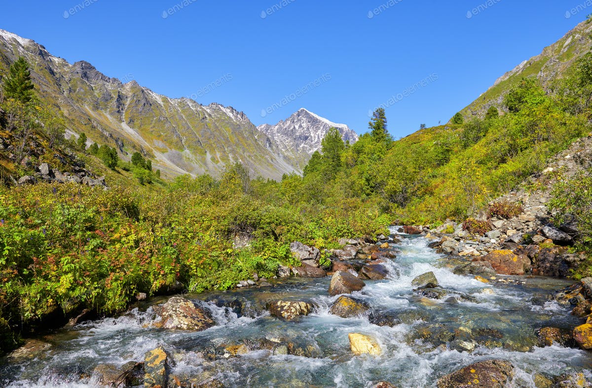 View of Siberian Taiga in June photo by zhaubasar on Envato Elements