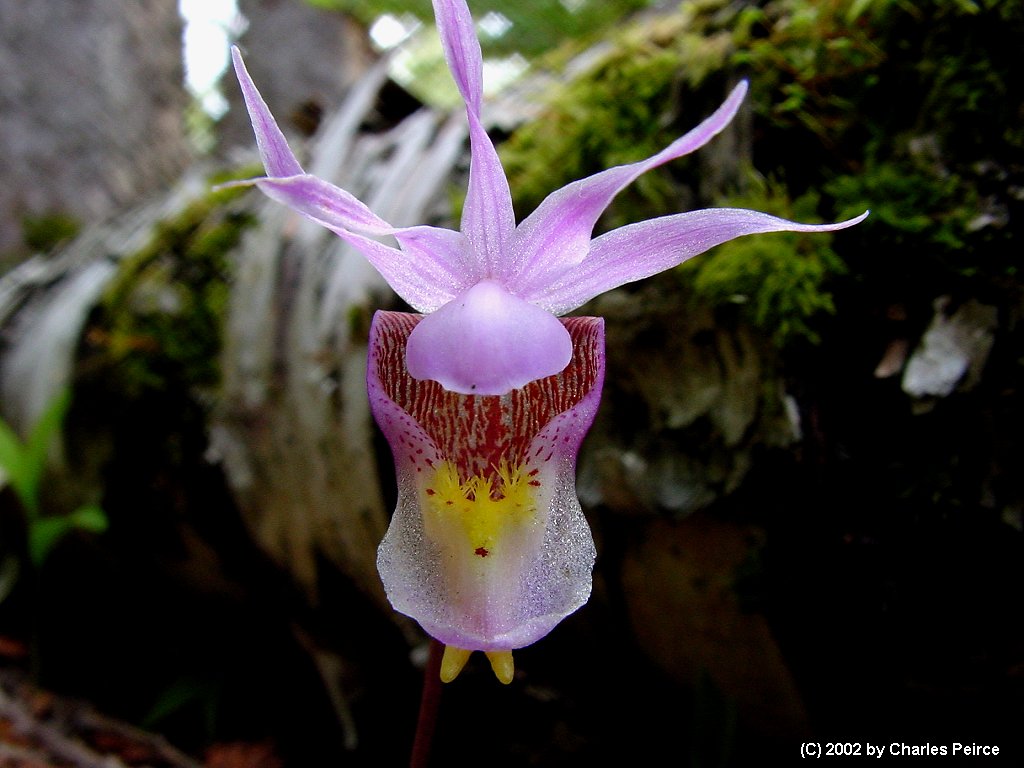 Calypso or Fairy Slipper