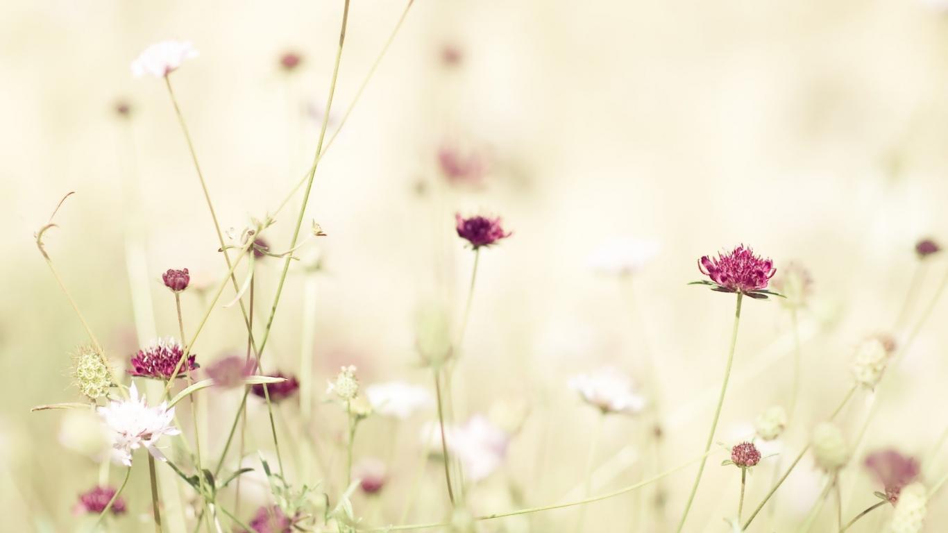 Delicate Flowers Background