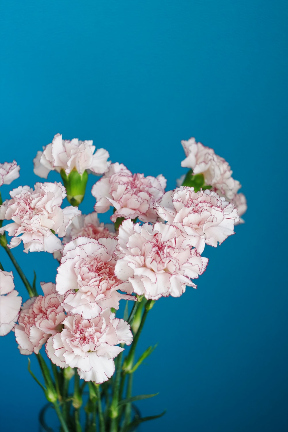 Delicate Flowers Picture. Download Free Image