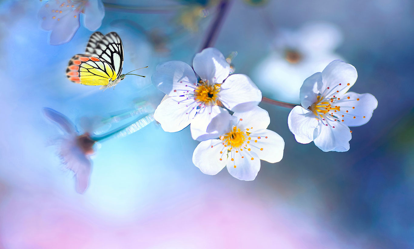 Delicate Butterfly and Flowers Wallpaper Mural
