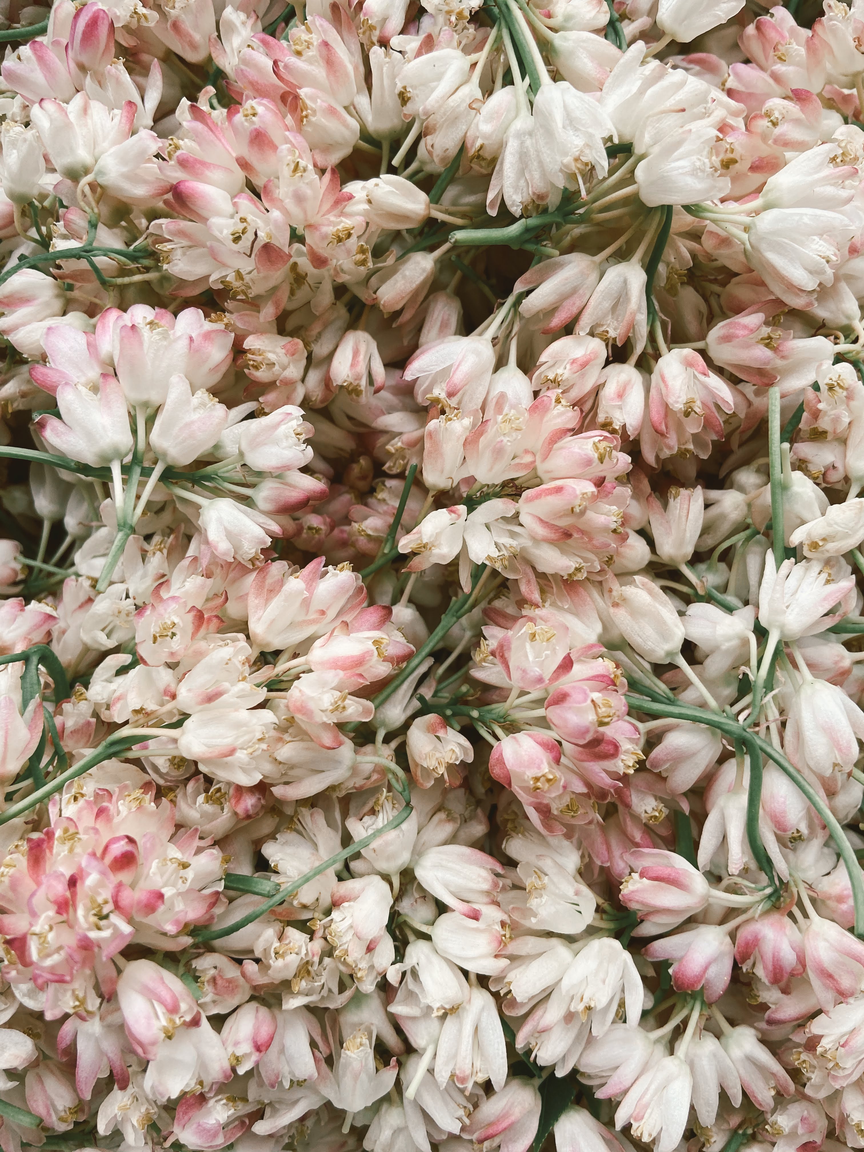 Delicate white and pink flowers heaped together · Free