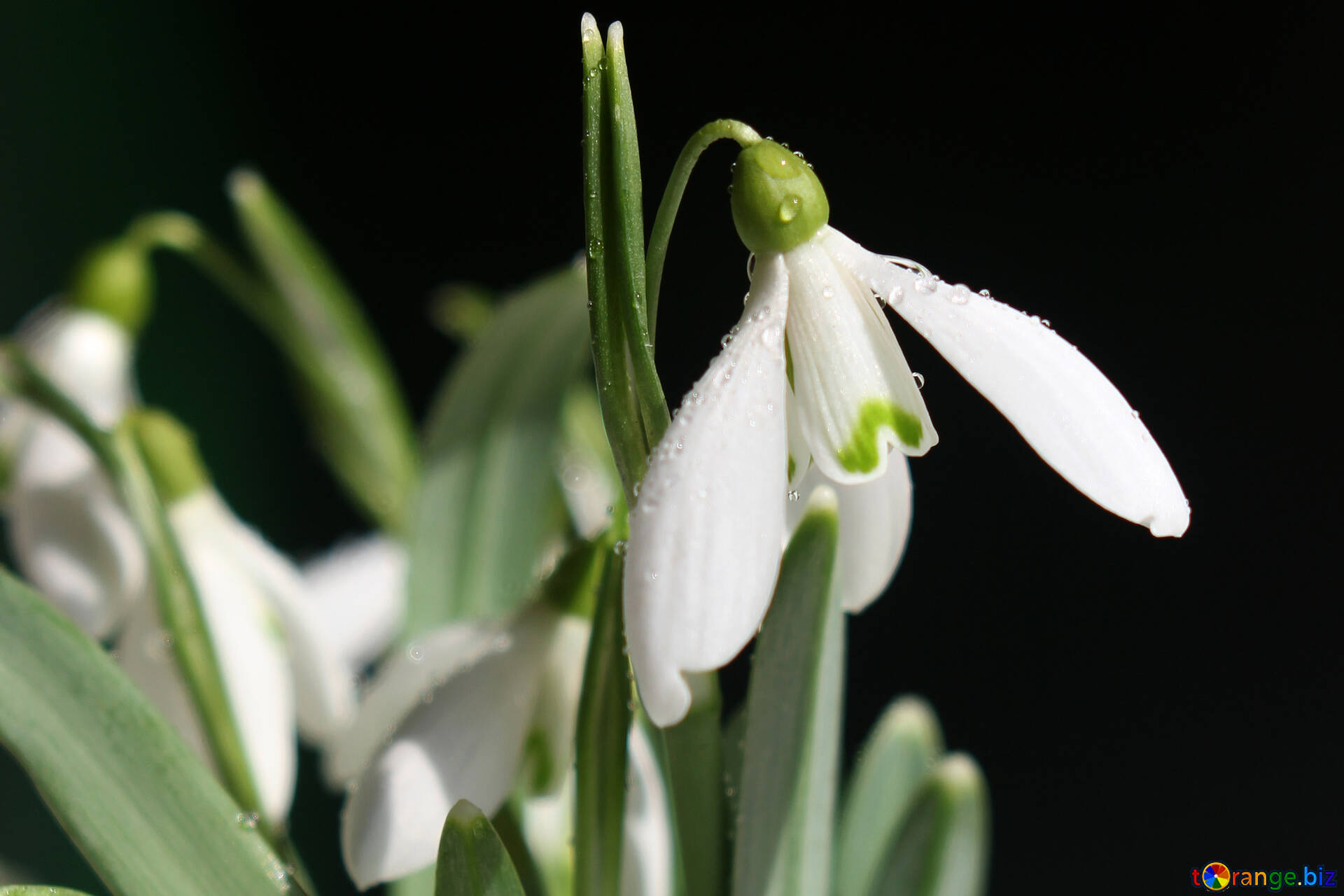 Flowers Snowdrops Desktop Wallpaper Image Delicate Flowers Image Desktop Wallpaper № 38298. Torange.biz Free Pics On Cc By License
