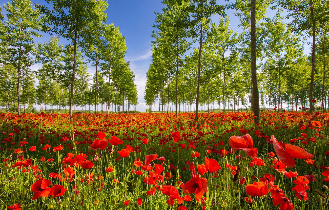 Wallpaper greens, forest, summer, trees, flowers, Maki, red, grove, poppy field, лесопосадки image for desktop, section пейзажи
