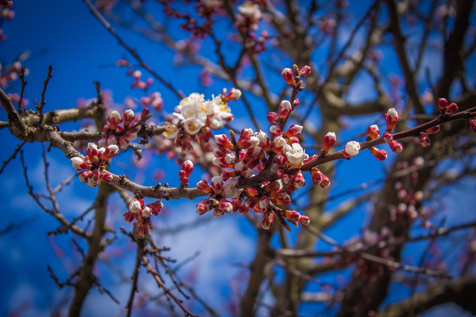 Nature Flowers Bloom Blossom Summer Tree Spring Wallpaper