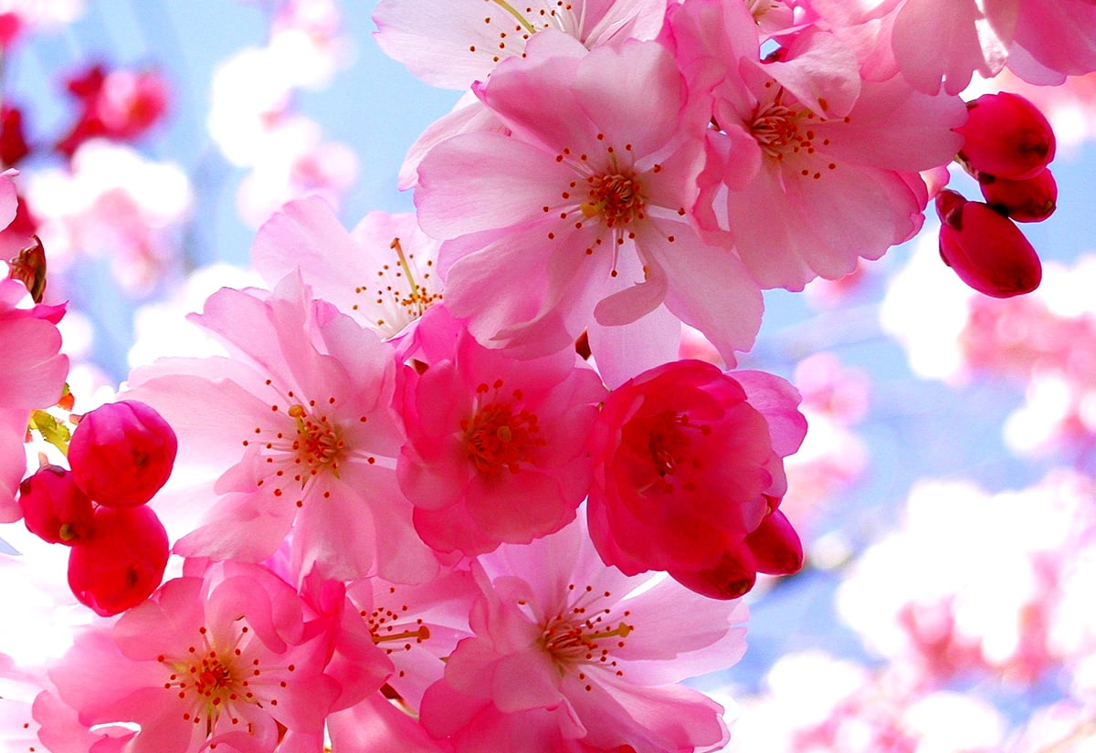 Flowers, Spring, Pink wallpaper. Download TOP Free wallpaper